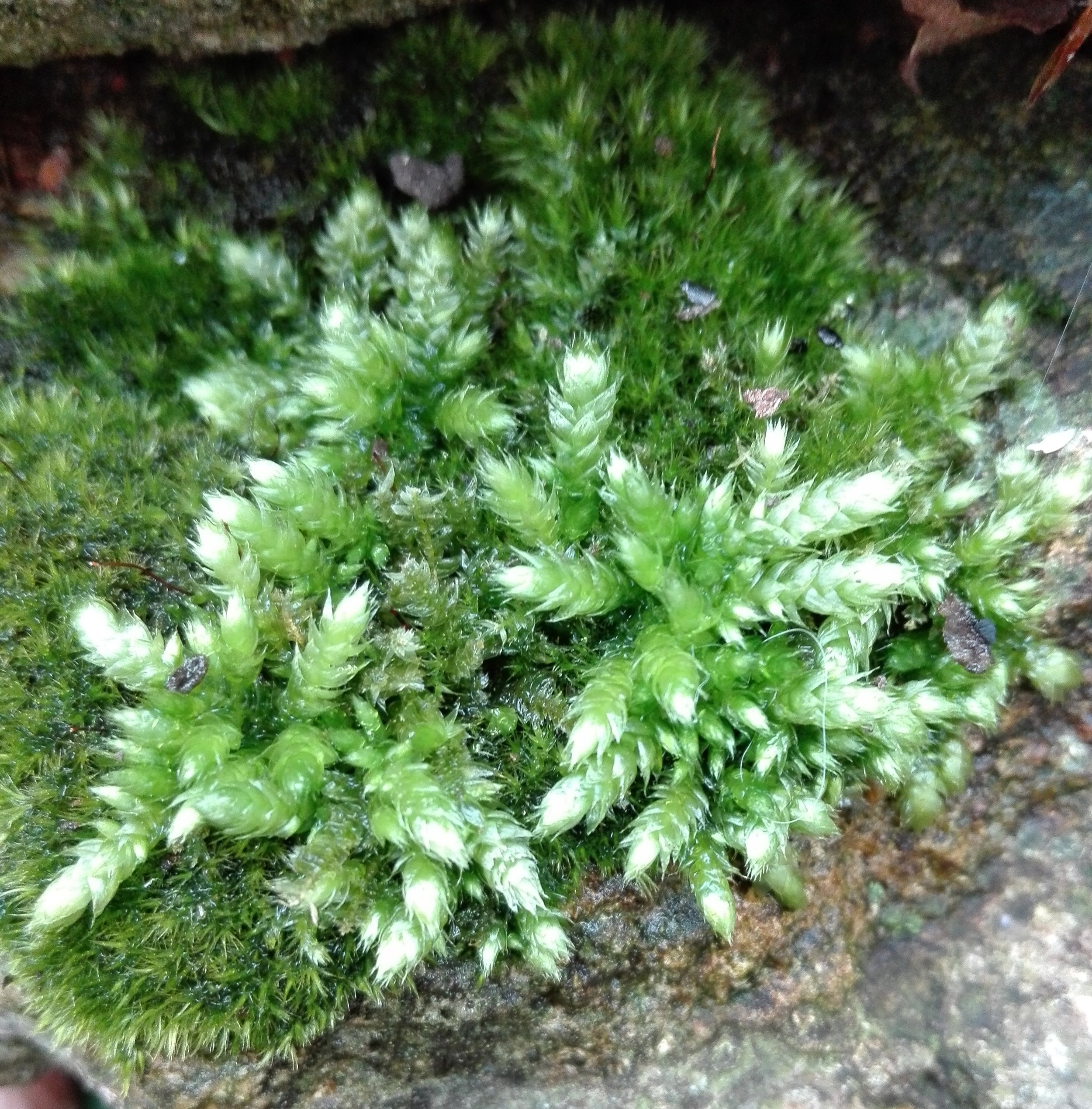 #420 Silky Wall Feather-moss (Homalothecium sericeum)