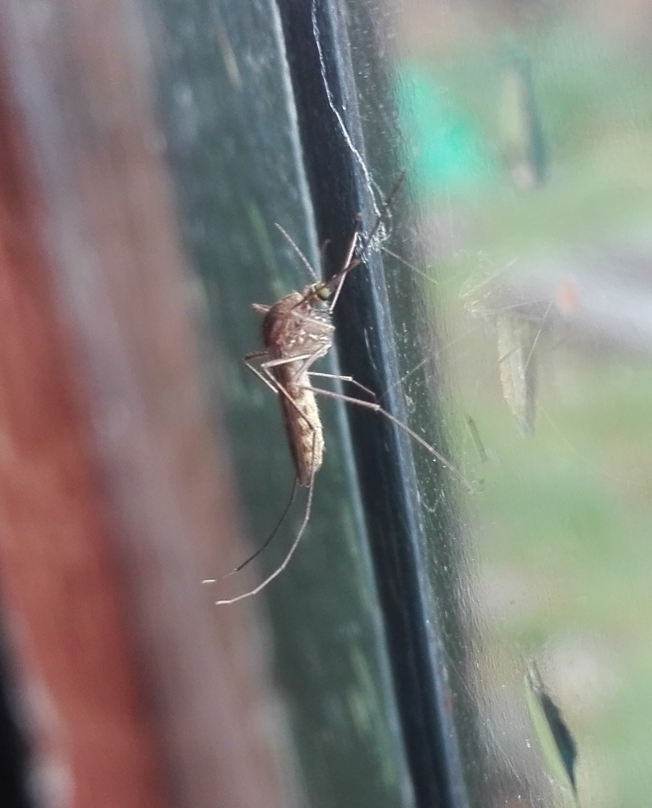 #332 Common House Mosquito (Culex pipiens)