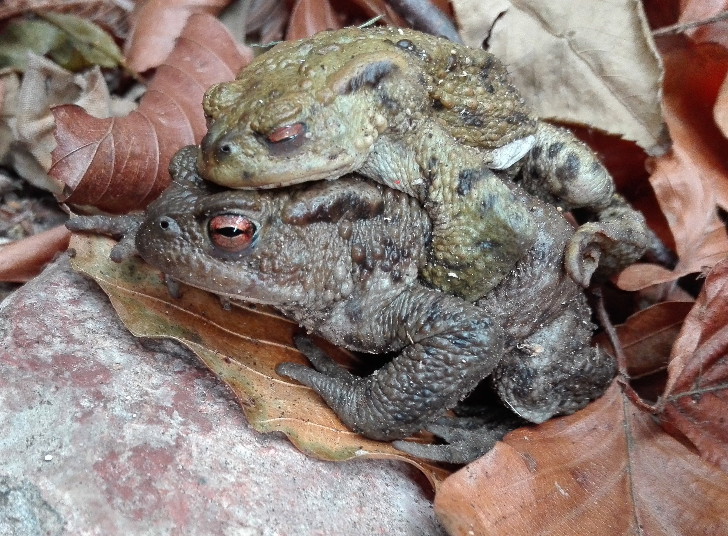 #108 Common Toad (Bufo bufo)