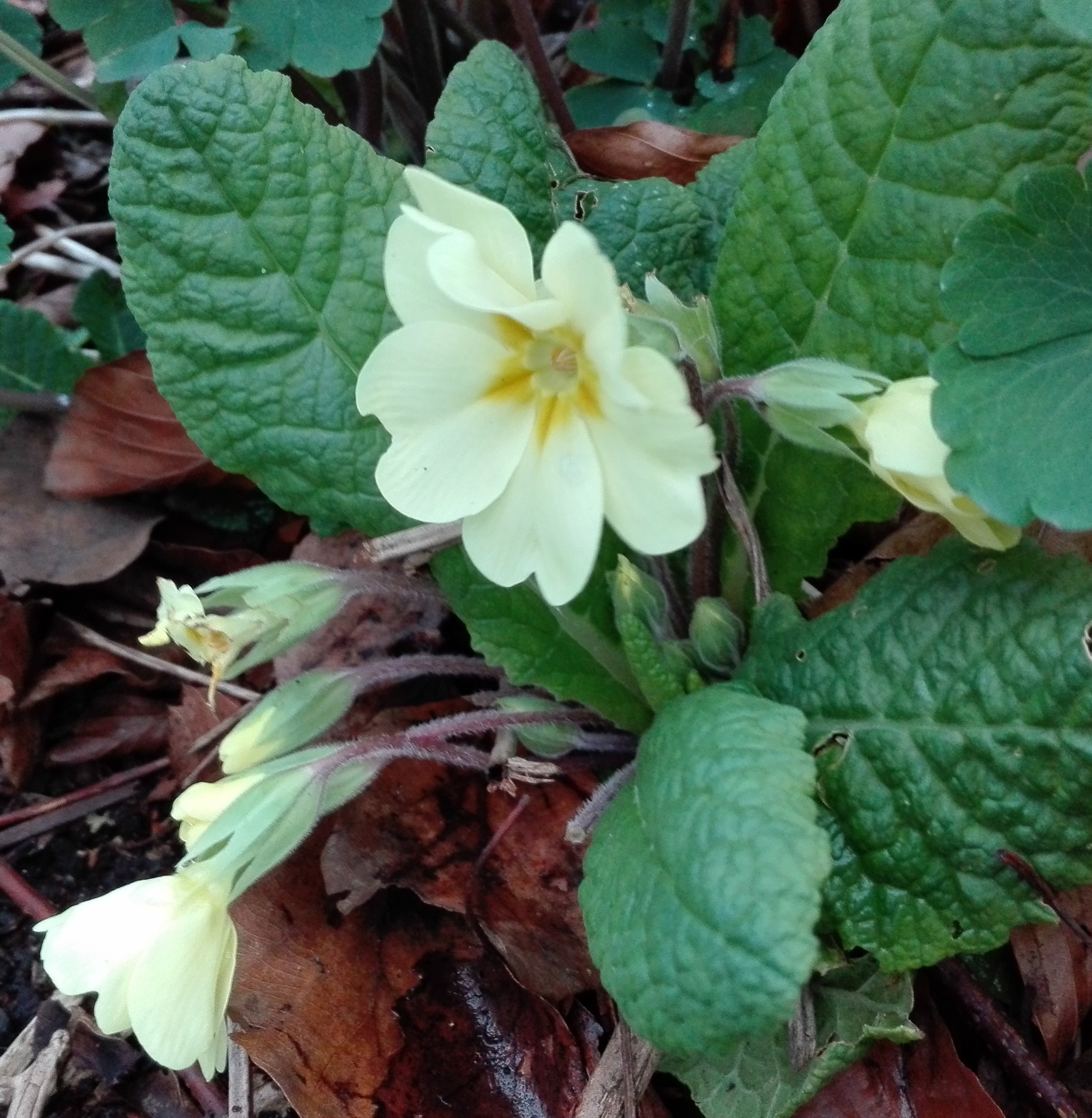 #422 Primrose (Primula vulgaris)