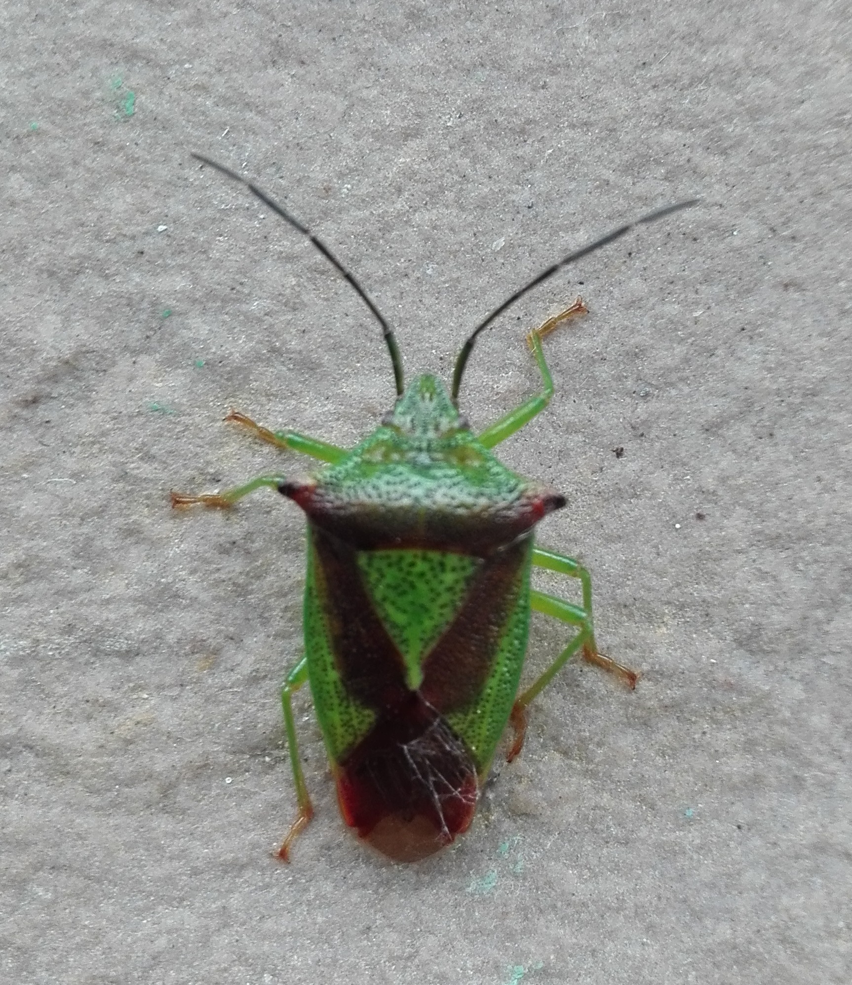 #427 Hawthorn Shield Bug (Acanthosoma haemorrhoidale)