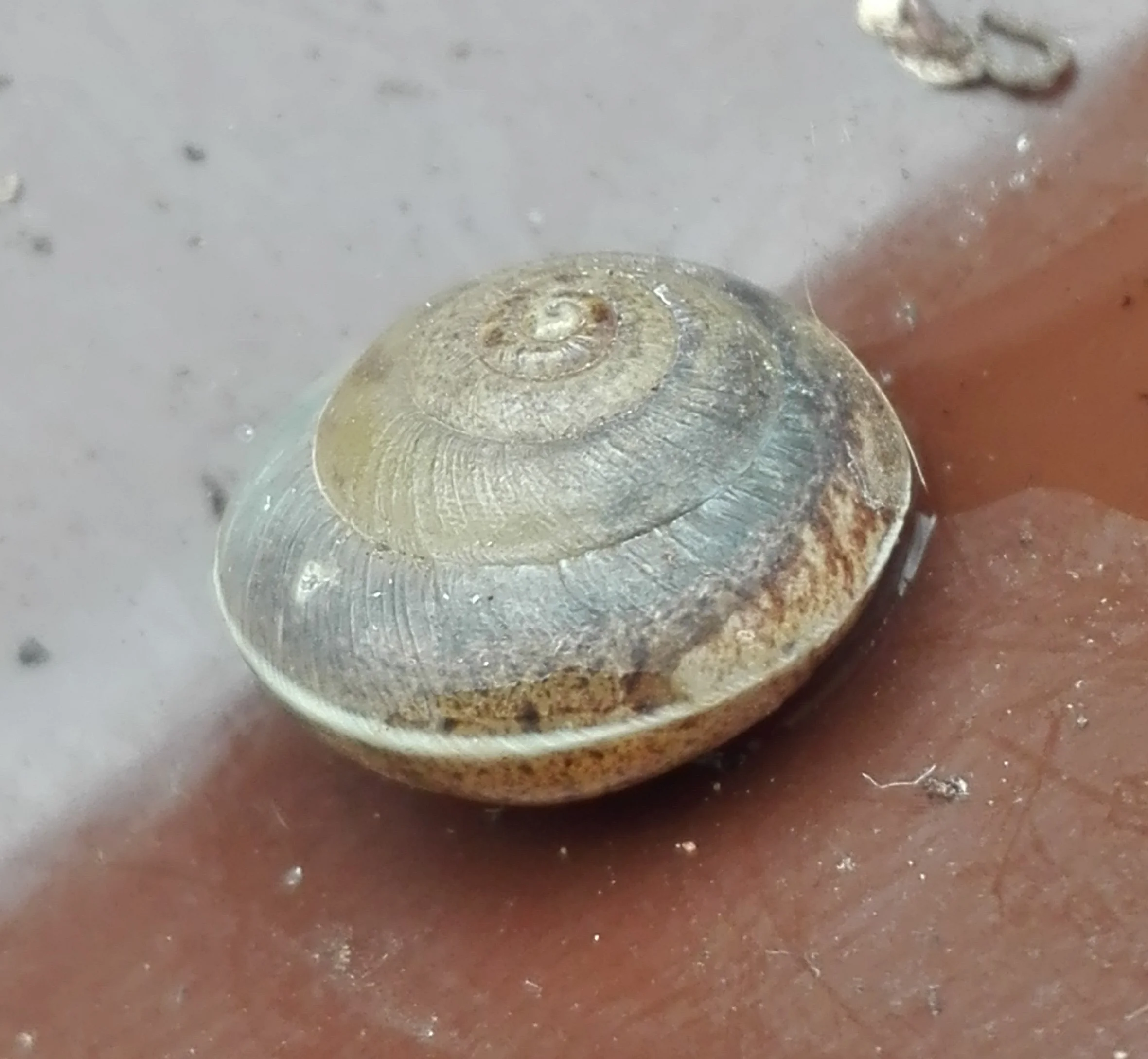 #428 Girdled Snail (Hygromia cinctella)