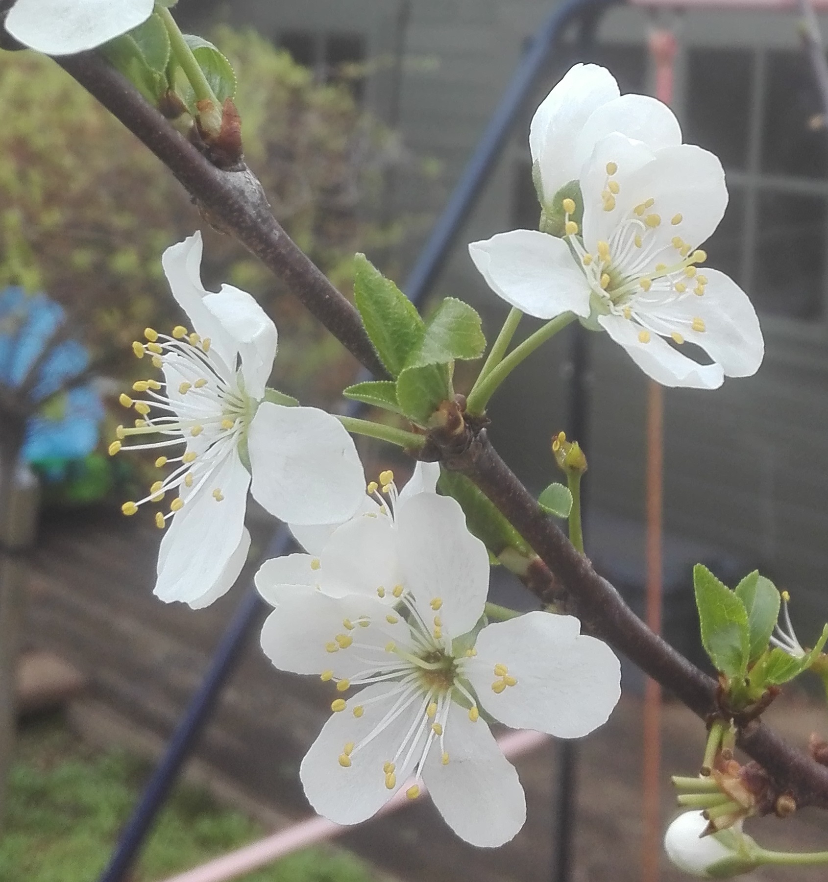 #57 Plum flower (Prunus domestica)