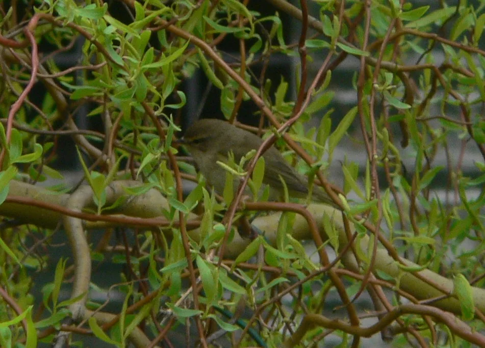 #315 Chiffchaff (Phylloscopus collybita)