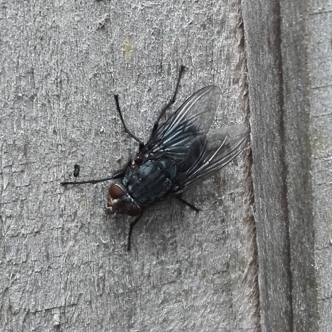 #432 Calliphora vicina (Blue-bottle Fly)