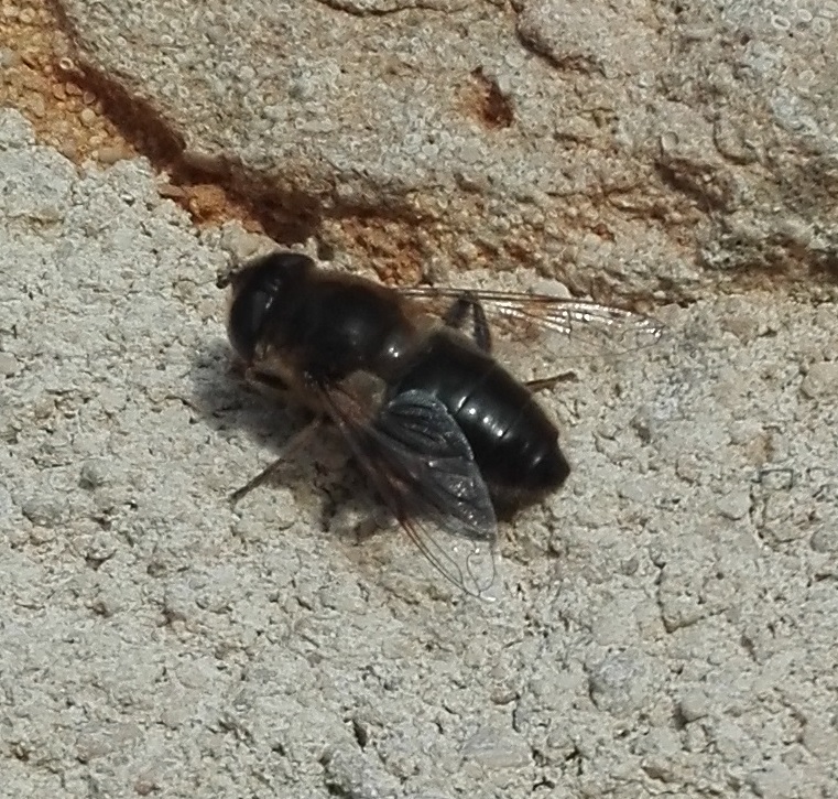 #379 Common Drone Fly (Eristalis tenax)