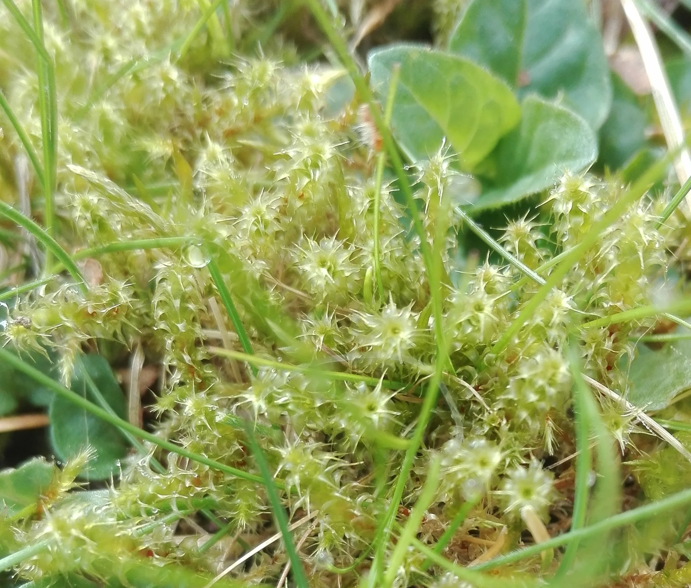 #433 Springy Turf Moss (Rhytidiadelphus squarrosus)