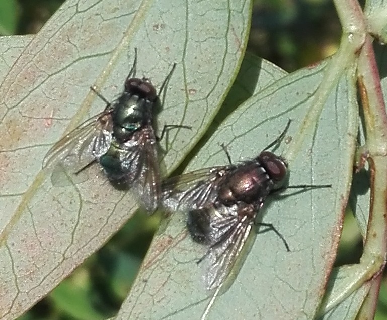 #441 Eudasyphora cyanella