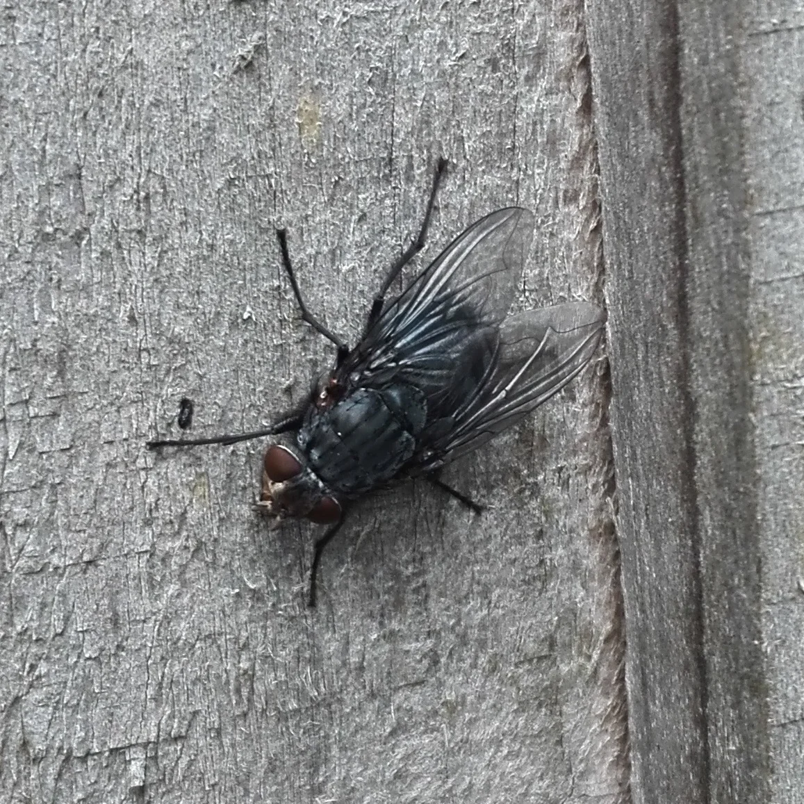 432 Calliphora vicina