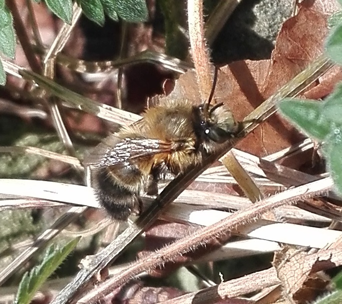 #442 Tawny Mining Bee (Andrena fulva)