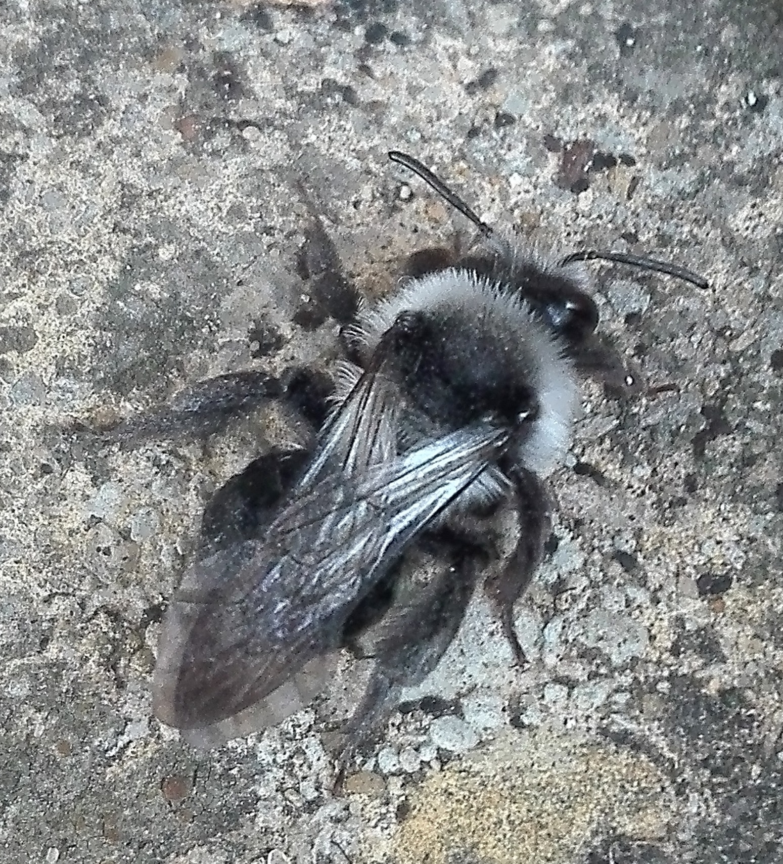 #61 Ashy Mining Bee (Andrena cineraria)