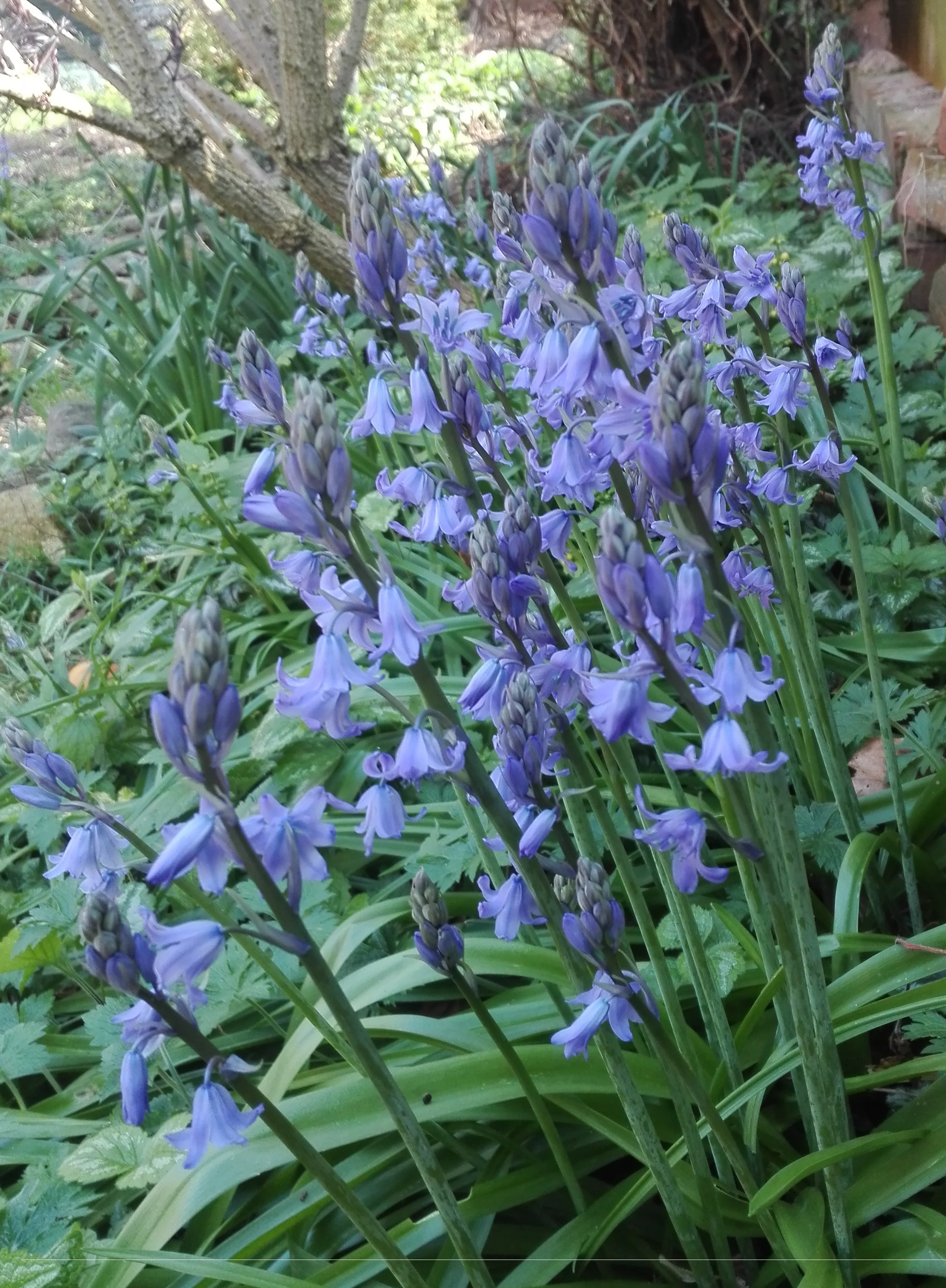 #16 Spanish Bluebell (Hyacinthoides hispanica)