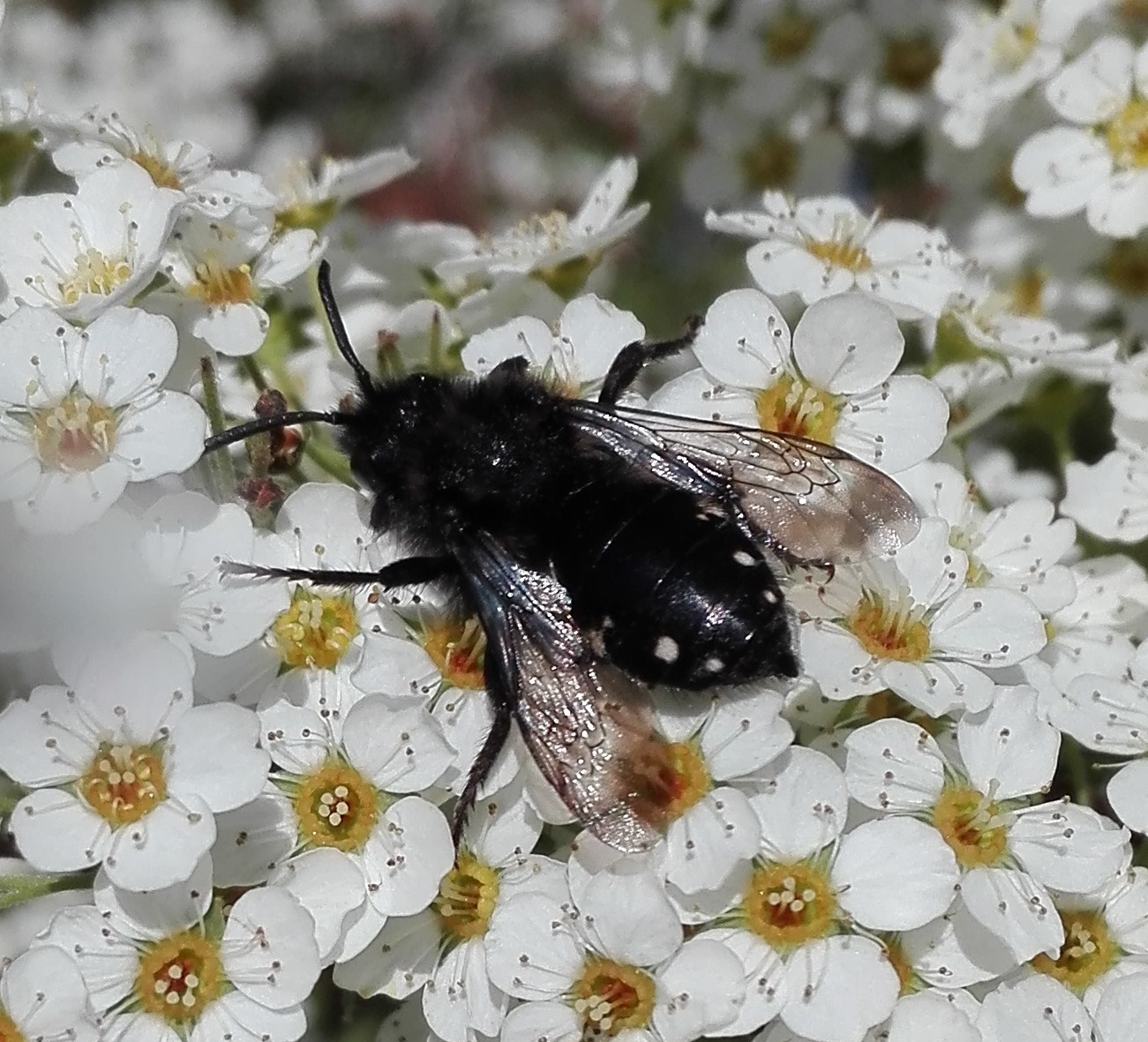 #444 Common Mourning Bee (Melecta albifrons)