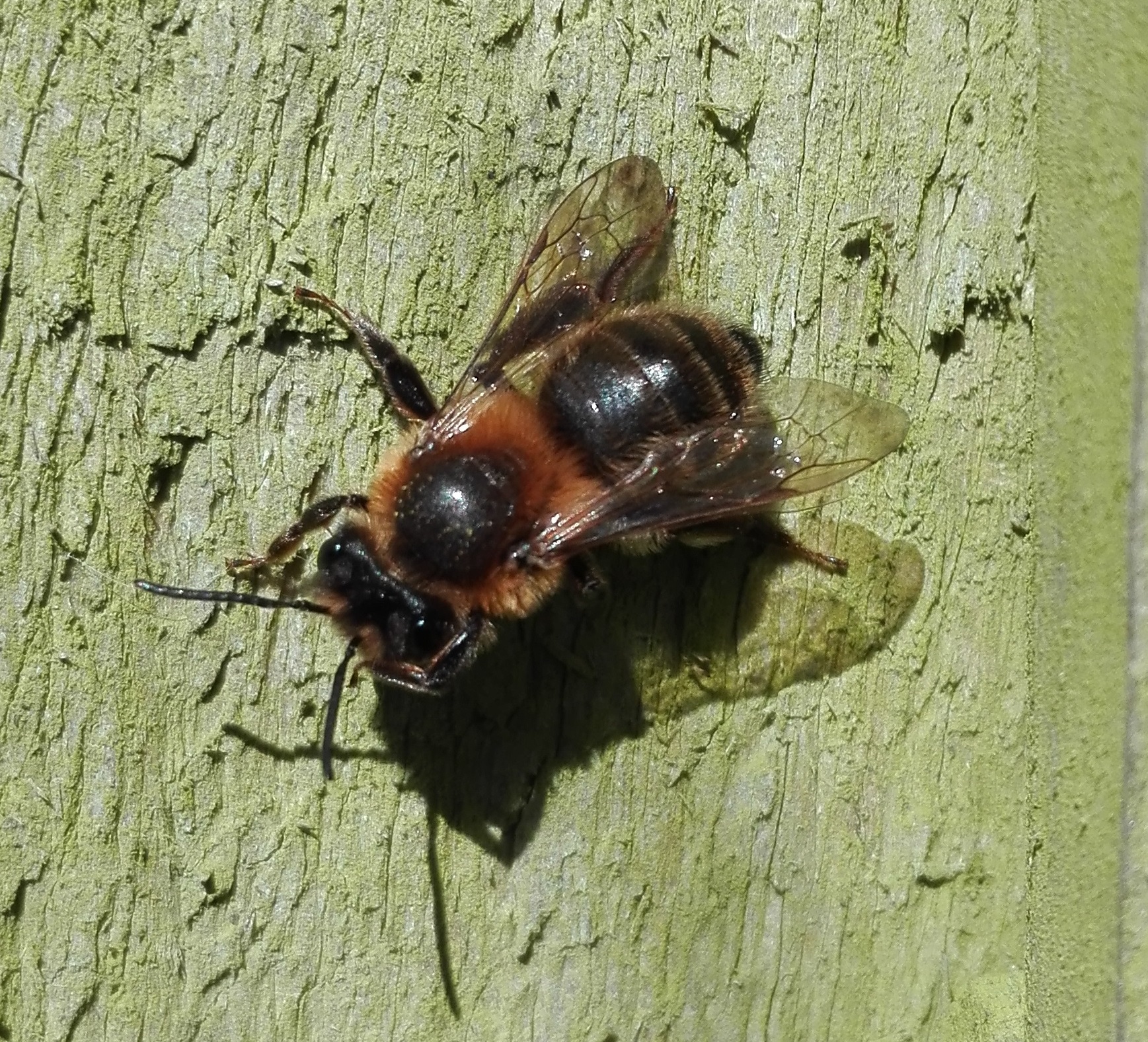 #445 Early Mining Bee (Andrena haemorrhoa)