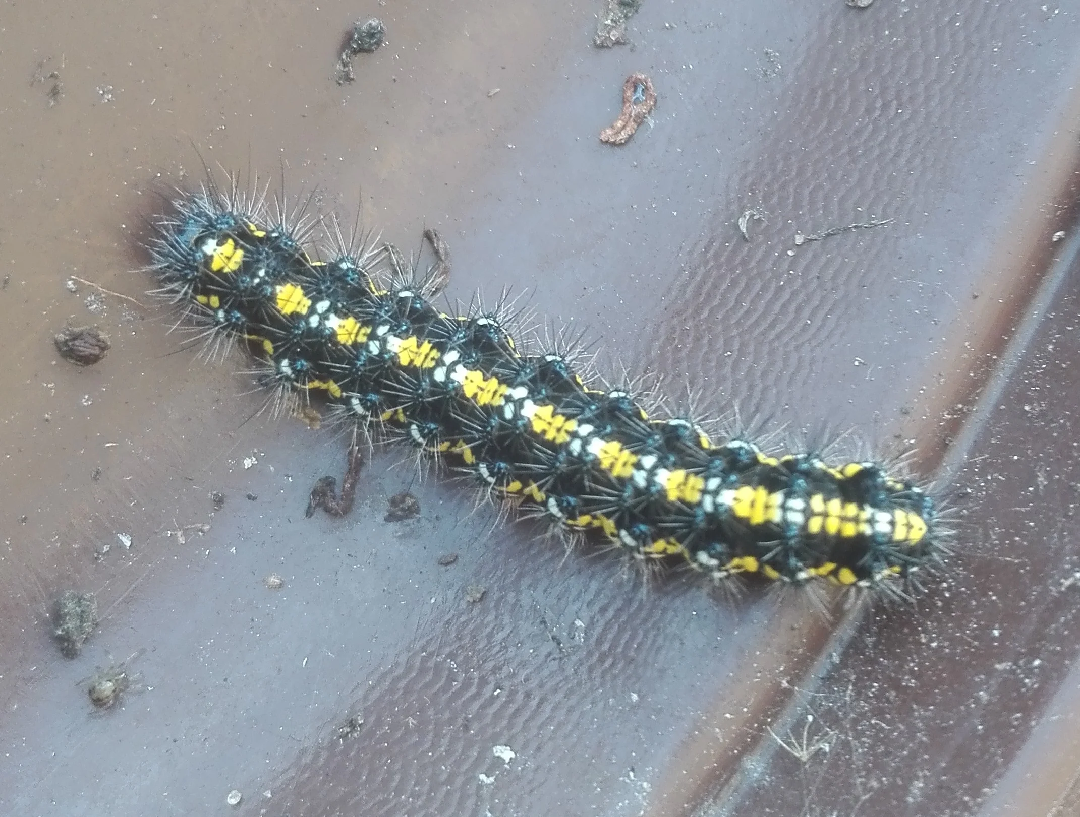 #81 Scarlet Tiger Moth caterpillar (Callimorpha dominula)