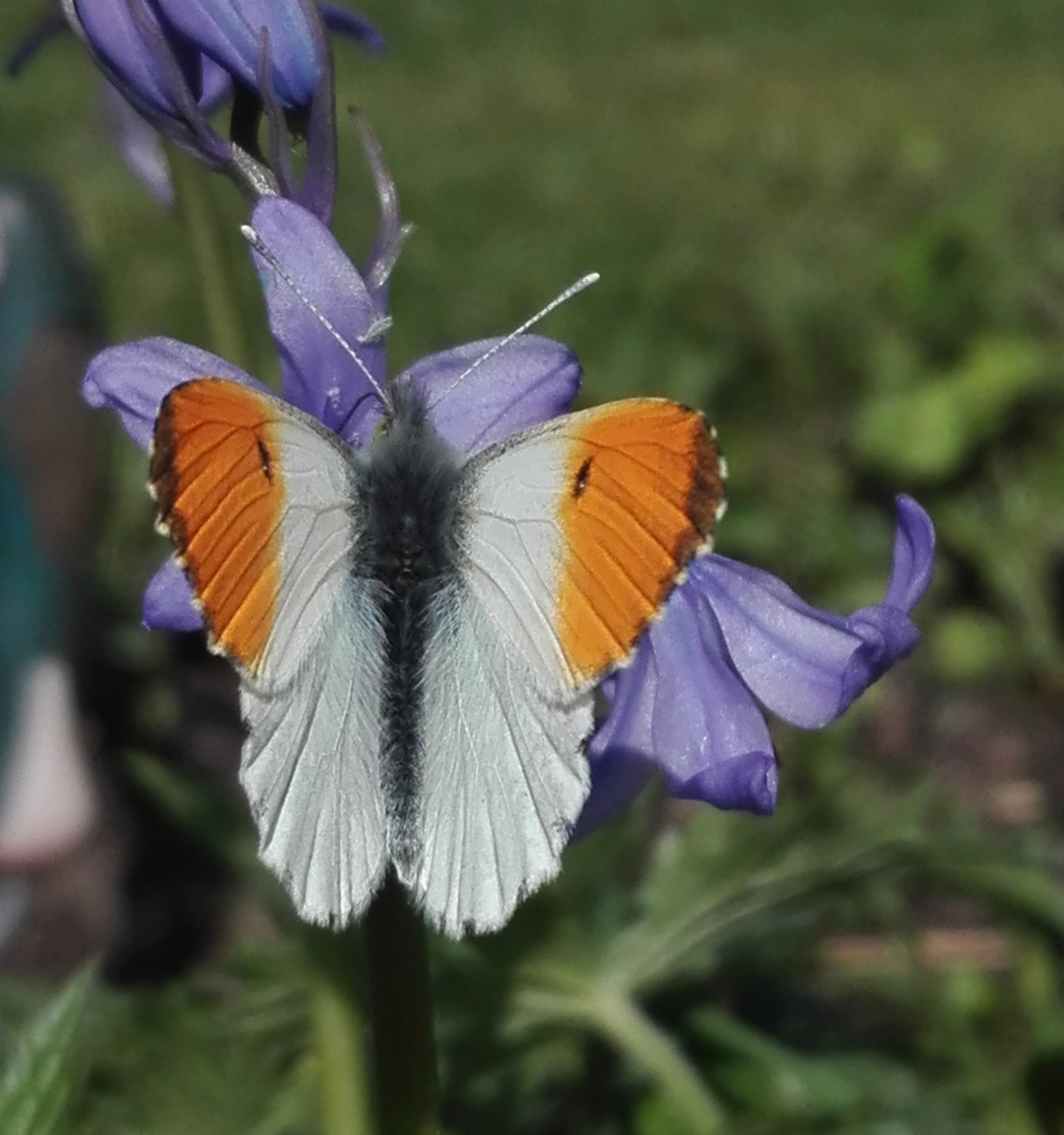 #438 Orange-tip Butterfly (Anthocharis cardamines)