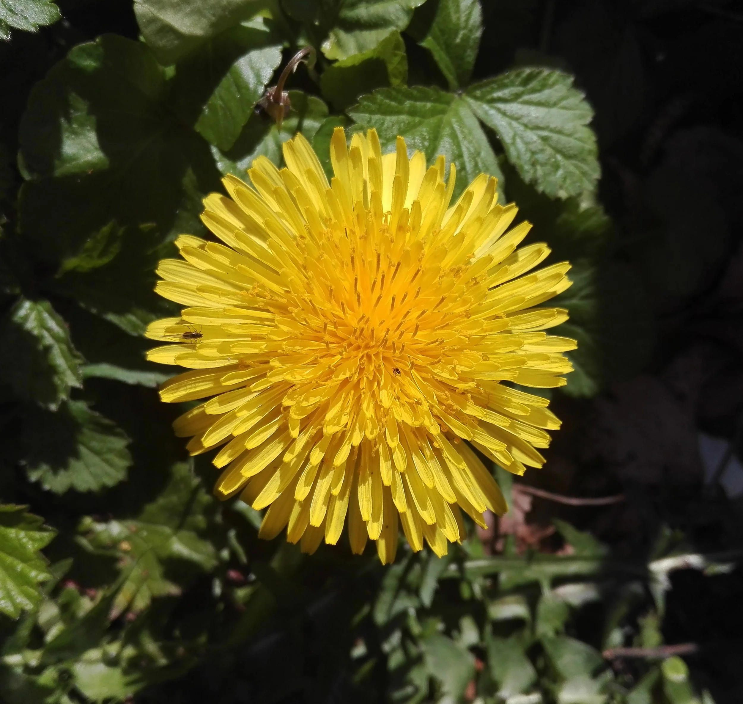 #21 Common Dandelion (Taraxacum officinale)