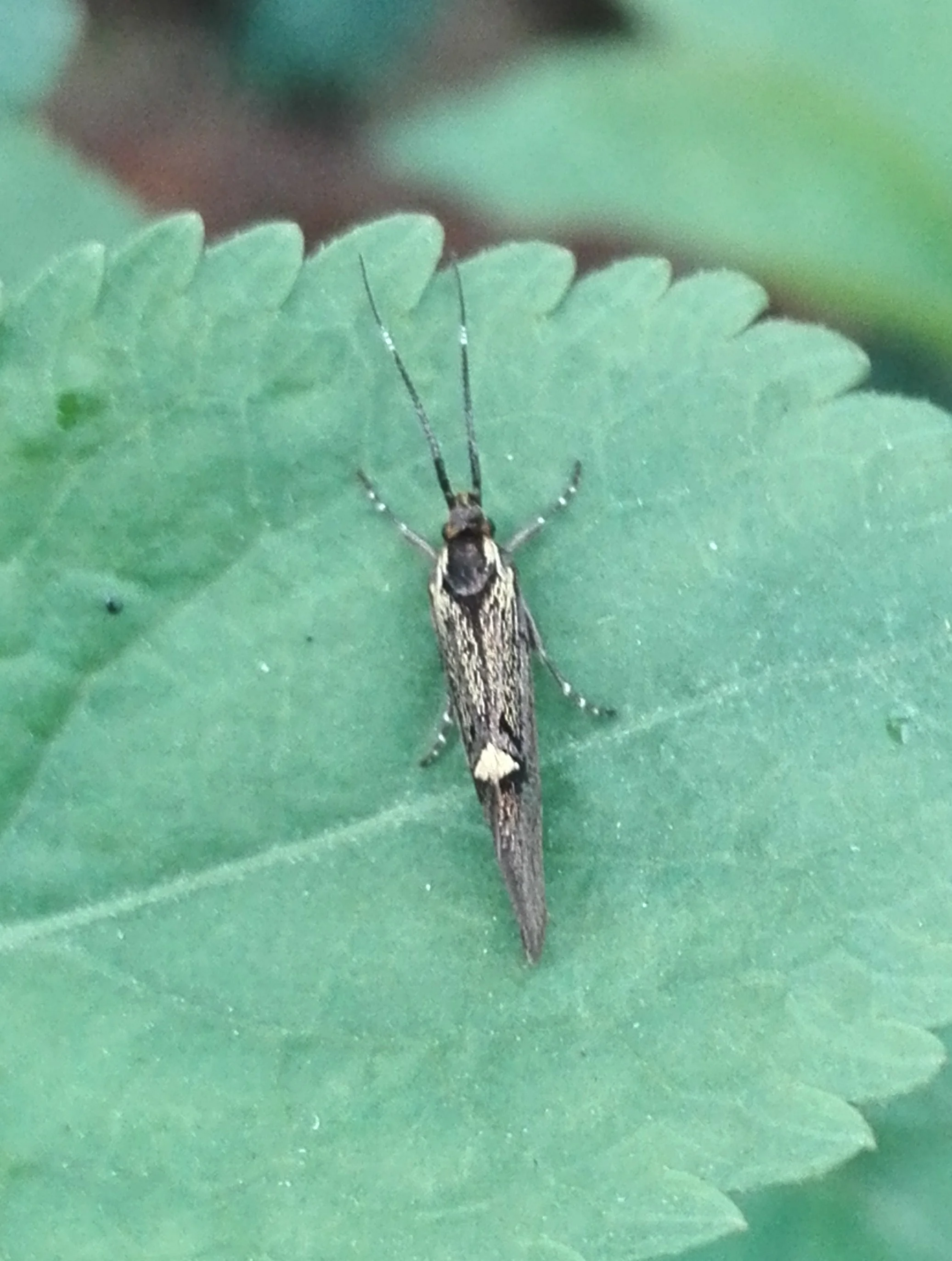 #457 Esperia sulphurella