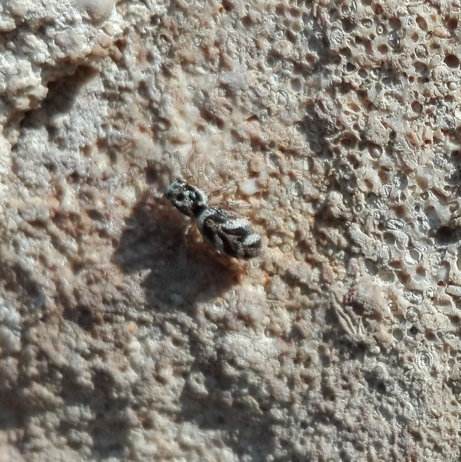 #460 Zebra Spider (Salticus scenicus)