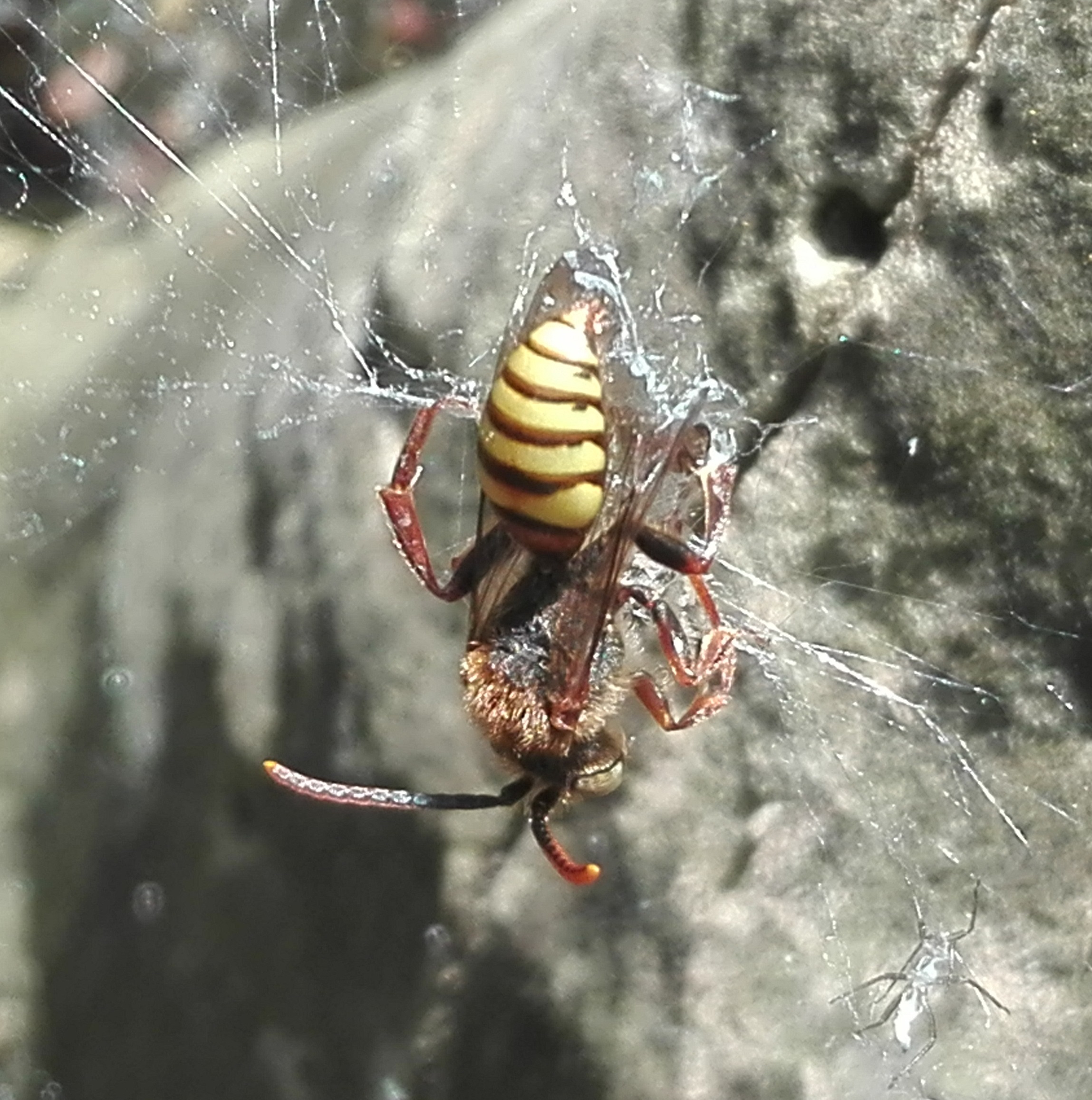 #463 Flavous Nomad Bee (Nomada flava)