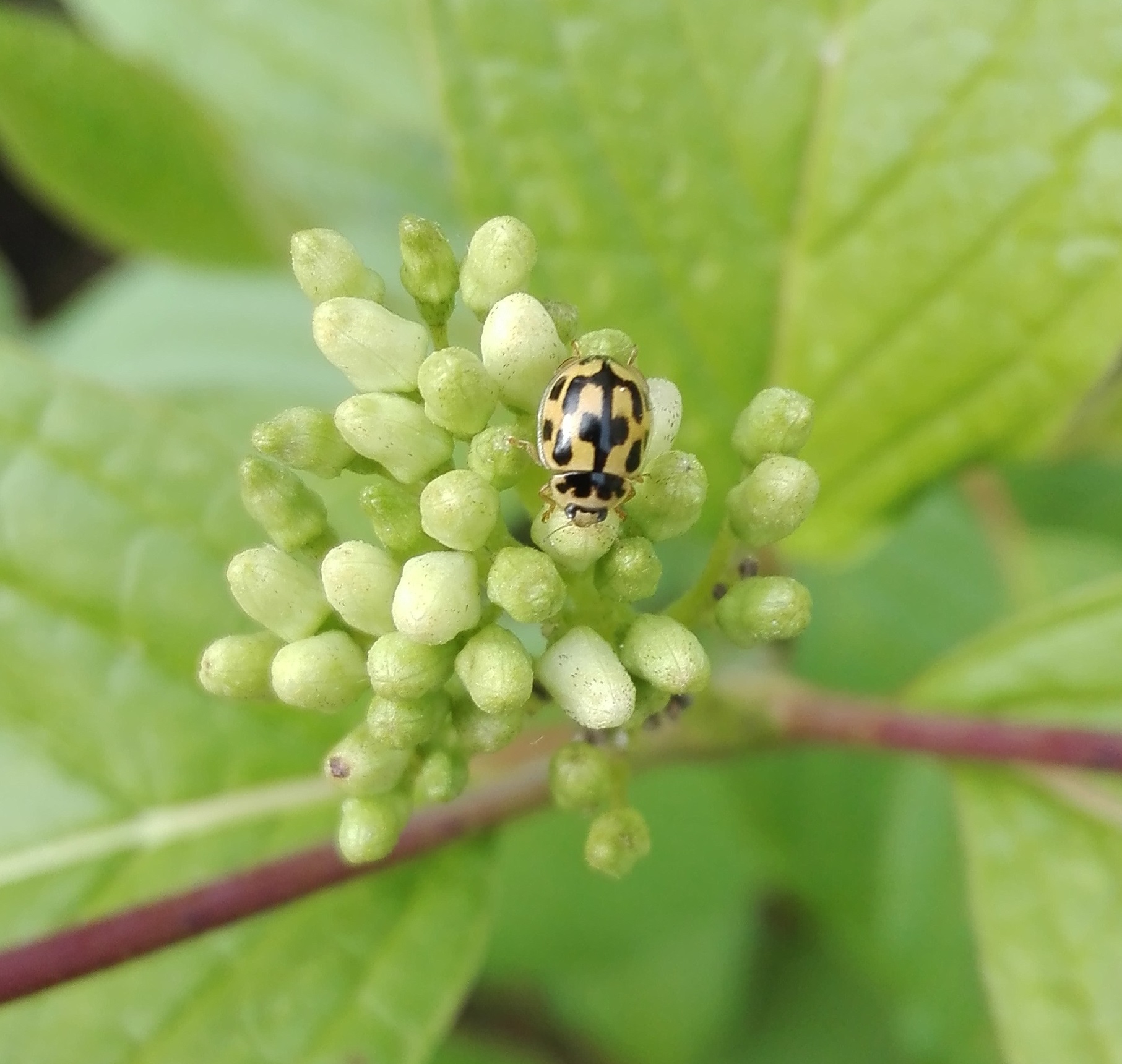 #254 14 Spot Ladybird (Propylea quattuordecimpunctata)