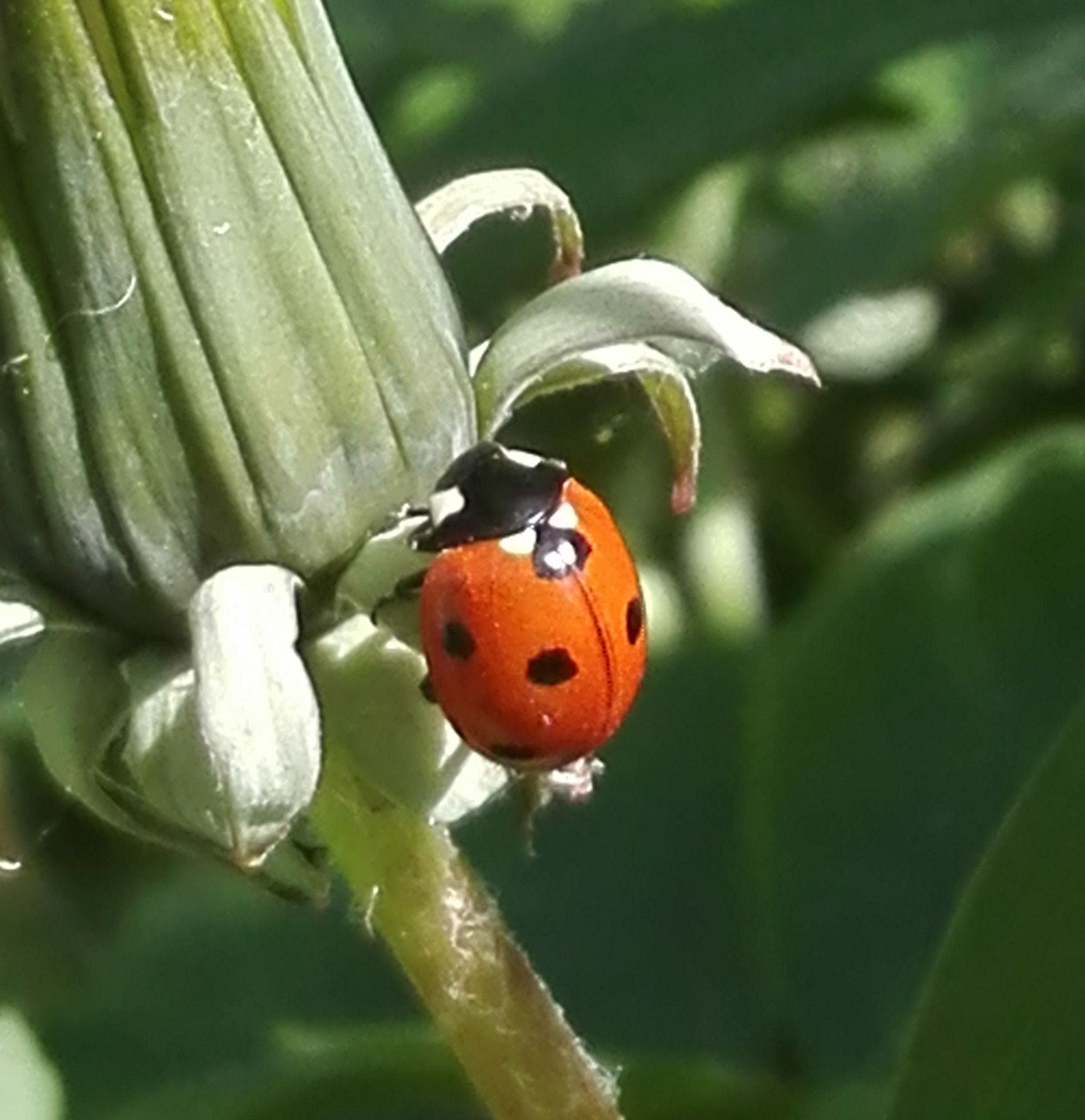 #287 7 Spot Ladybird (Coccinella septempunctata)
