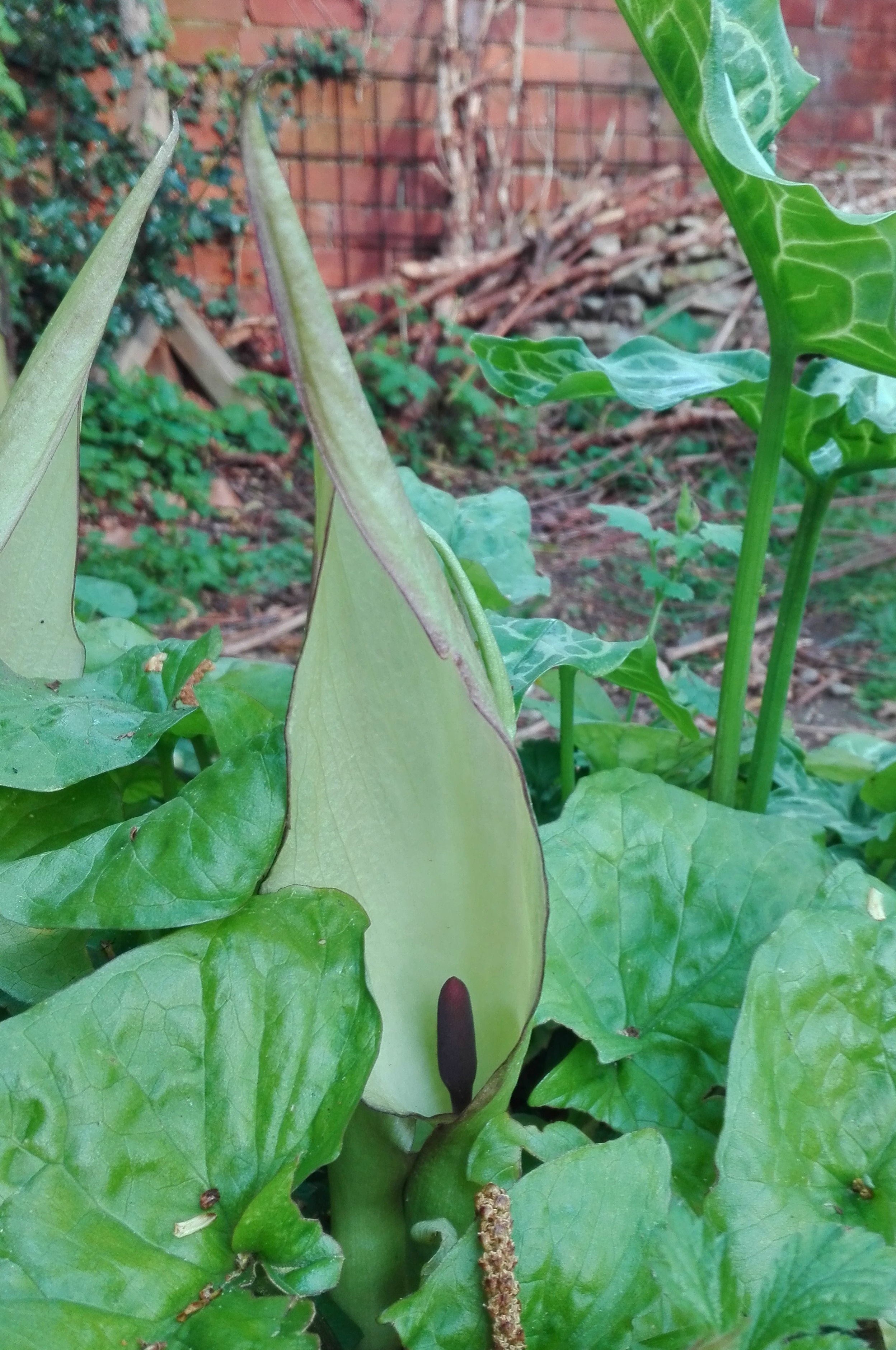 #41 Lords &amp; Ladies or Cuckoo Pint (Arum maculatum)