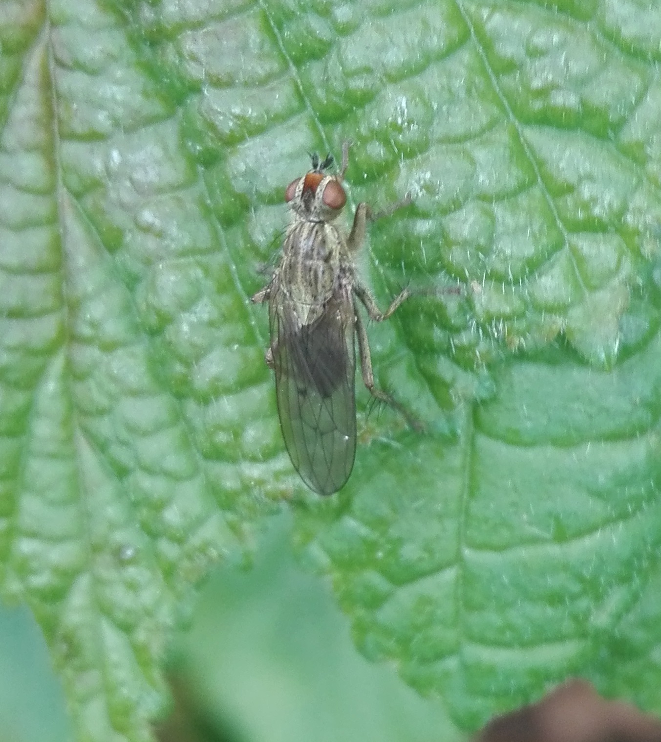 127 Yellow Dung Fly (Scathophaga stercoraria)