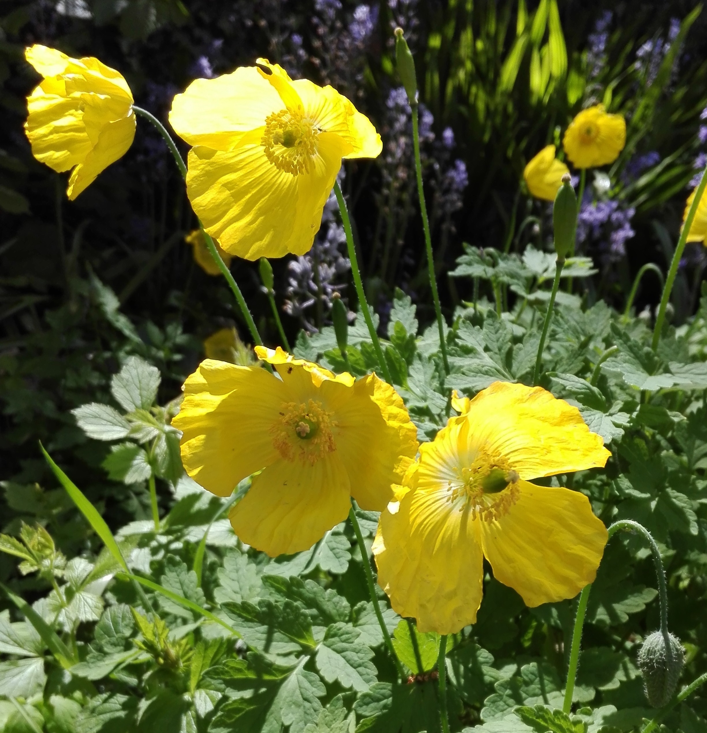 #45 Welsh Poppy (Meconopsis cambrica)