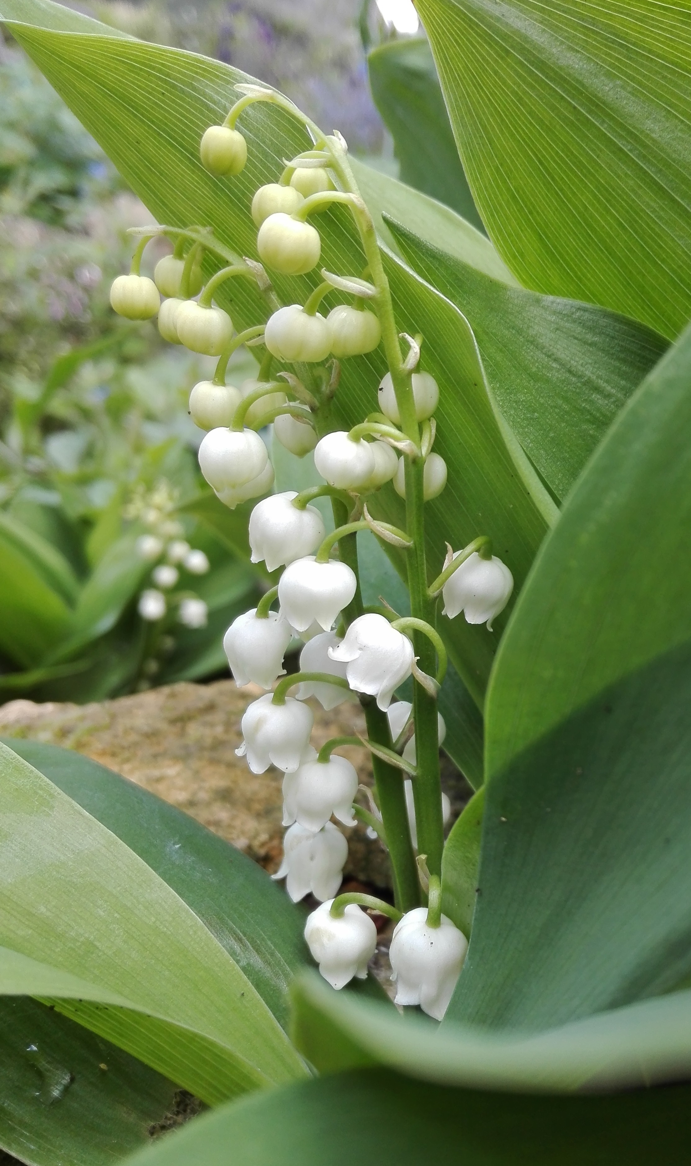#40 Lily of the Valley (Convallaria majalis)