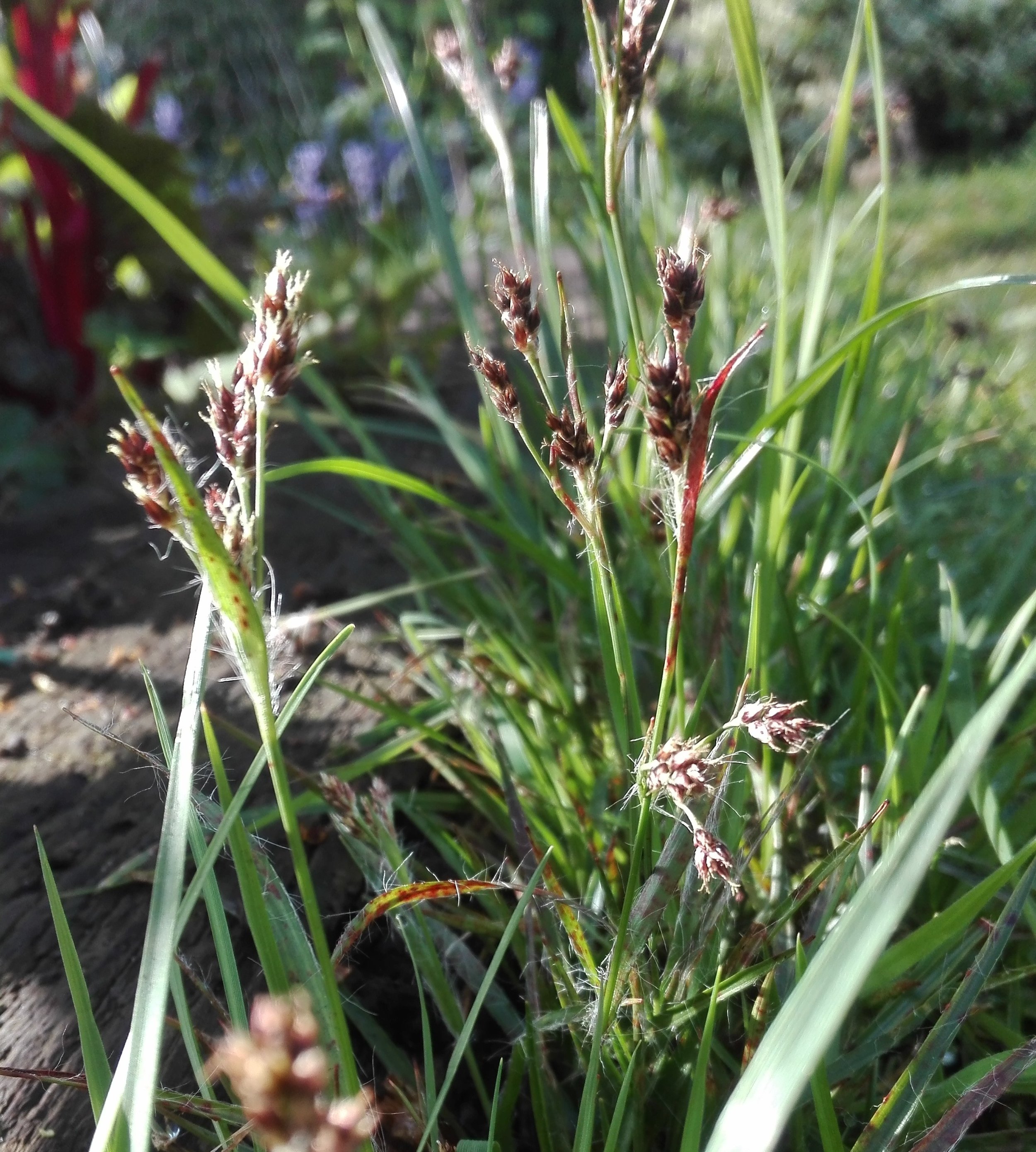 #471 Field Wood-rush (Luzula campestris)