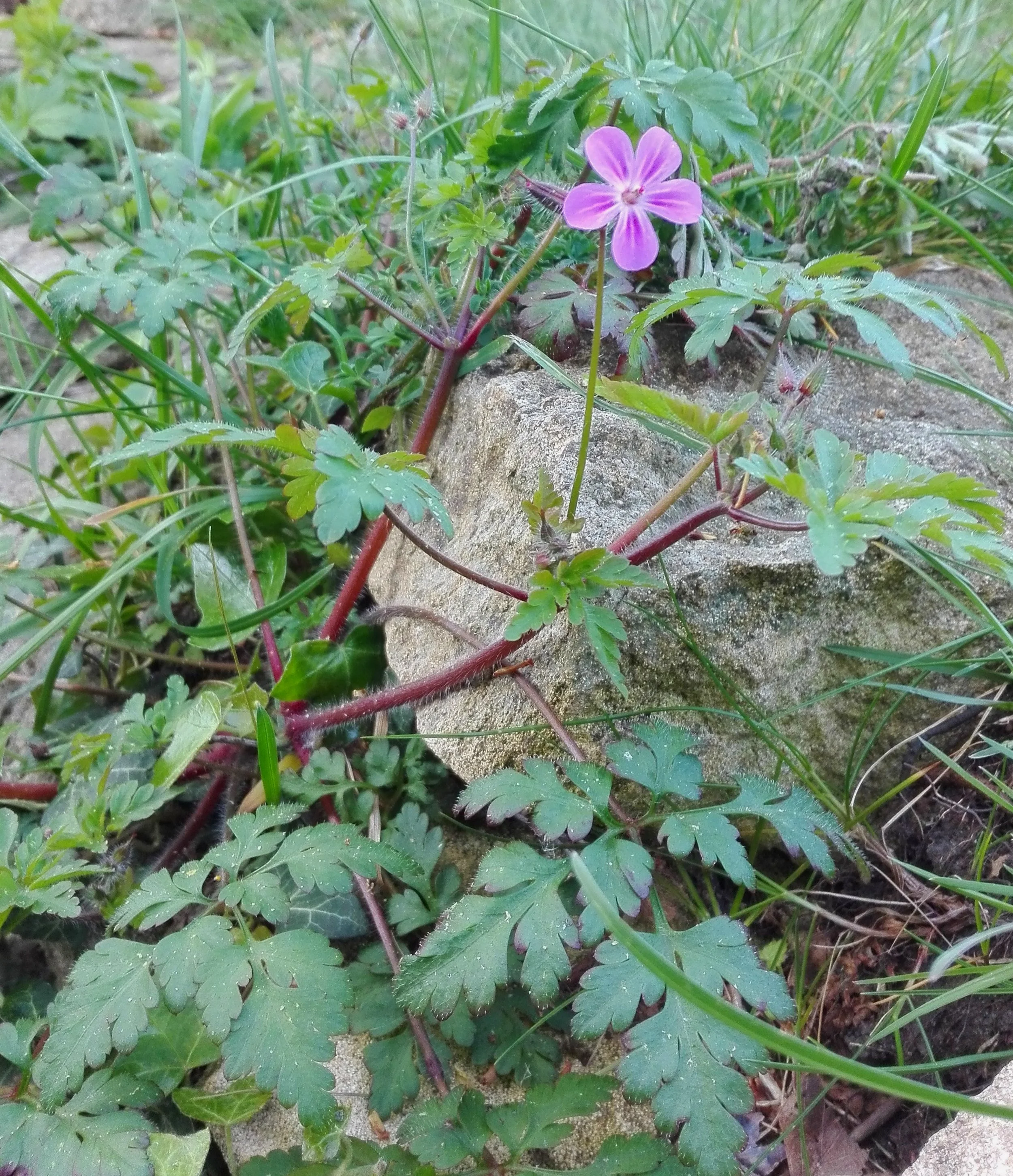 #22 Herb Robert (Geum urbanum)