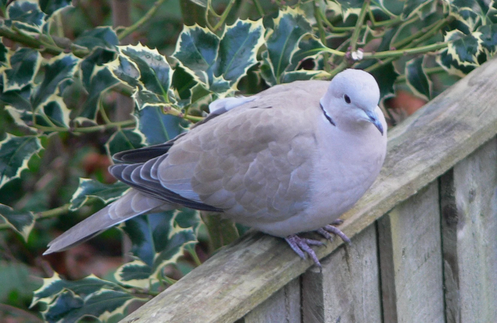 #4 Collared Dove (Streptopelia decaocto)