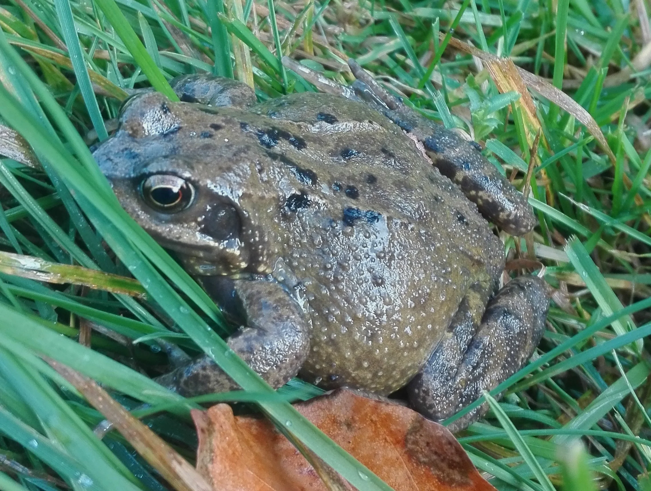 #1 Common Frog (Rana temporaria)