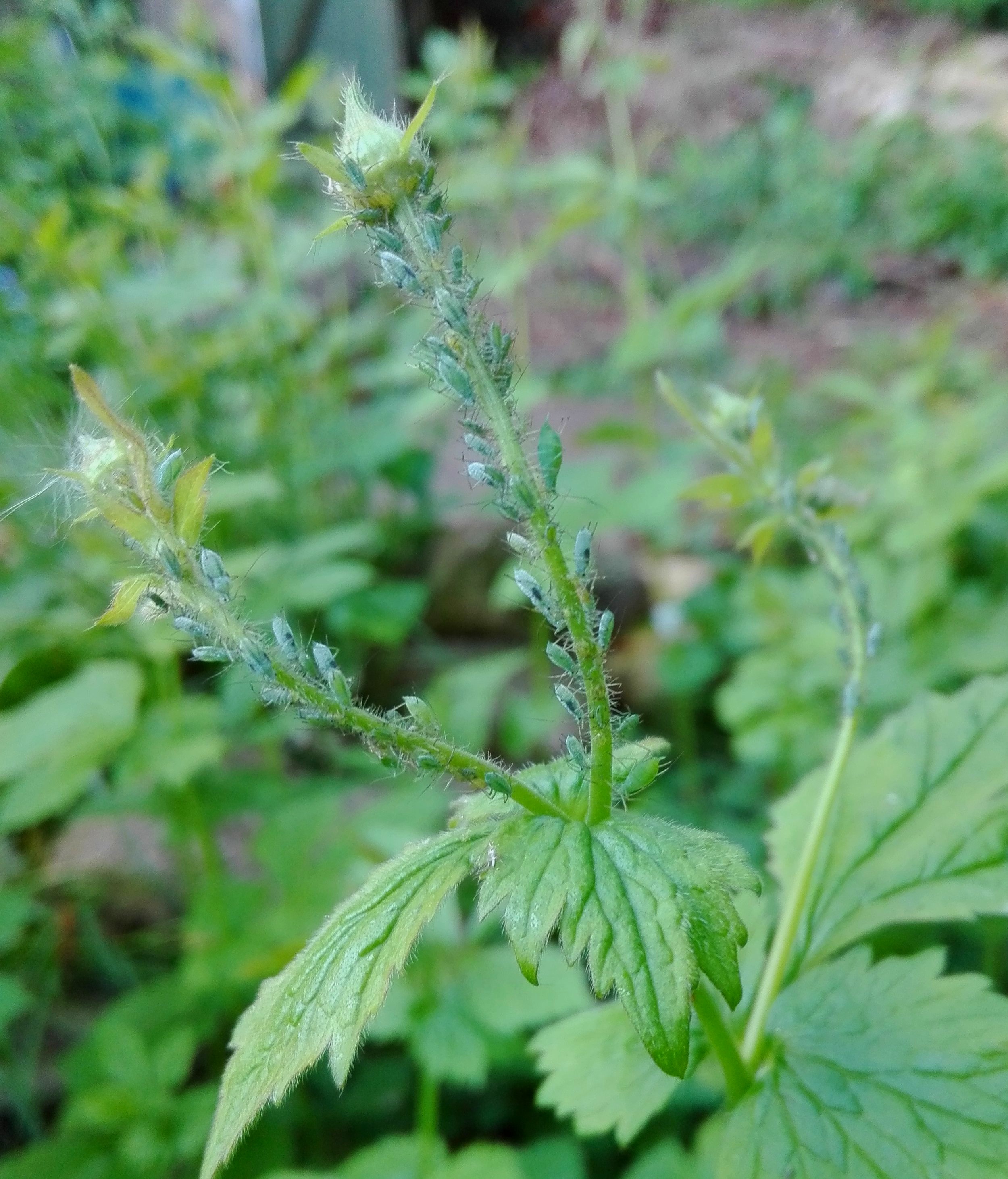 #478 Herb Bennet Aphid (Macrosiphum gei)