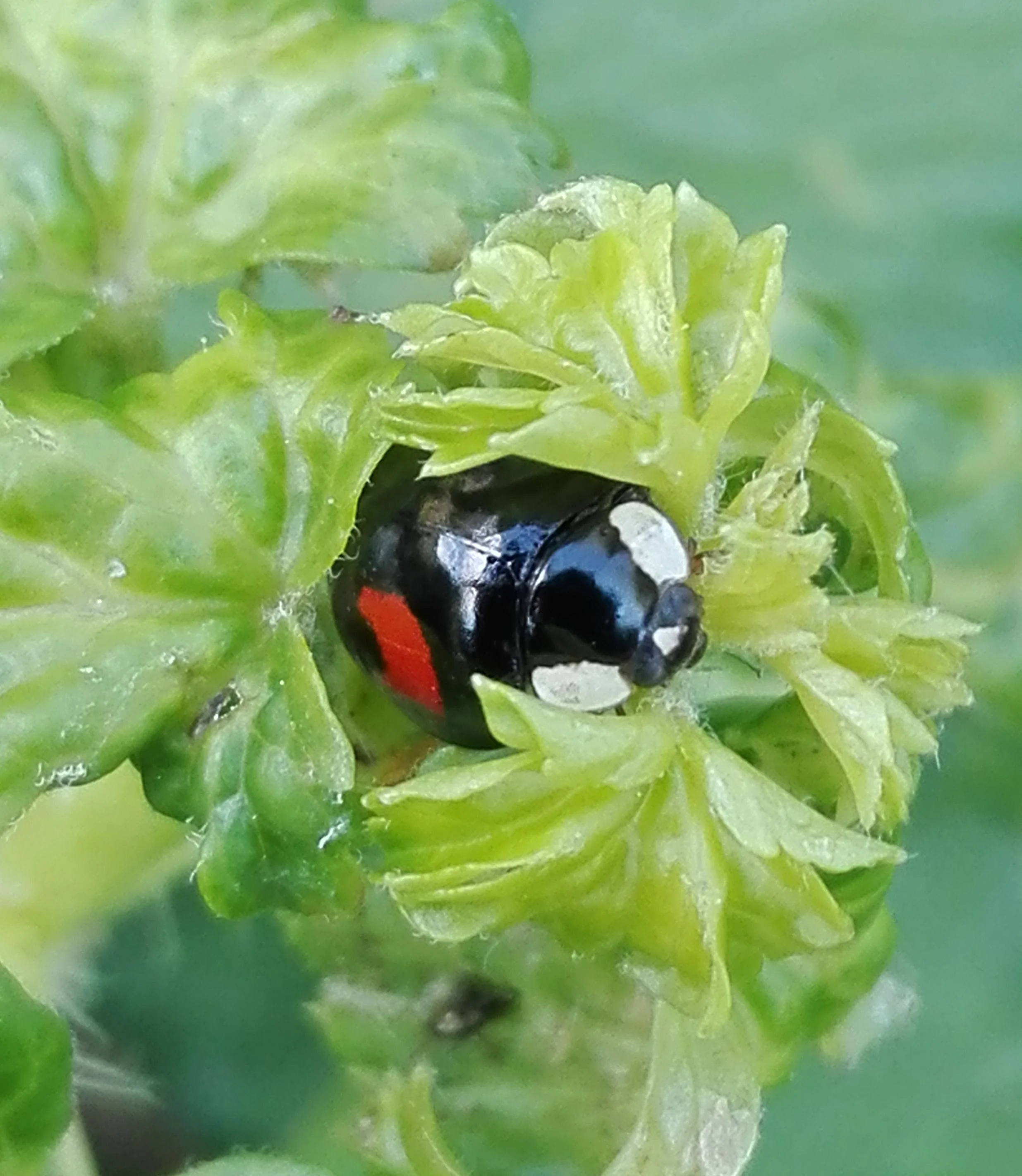 #124 Harlequin Ladybird (Harmonia axyridis)