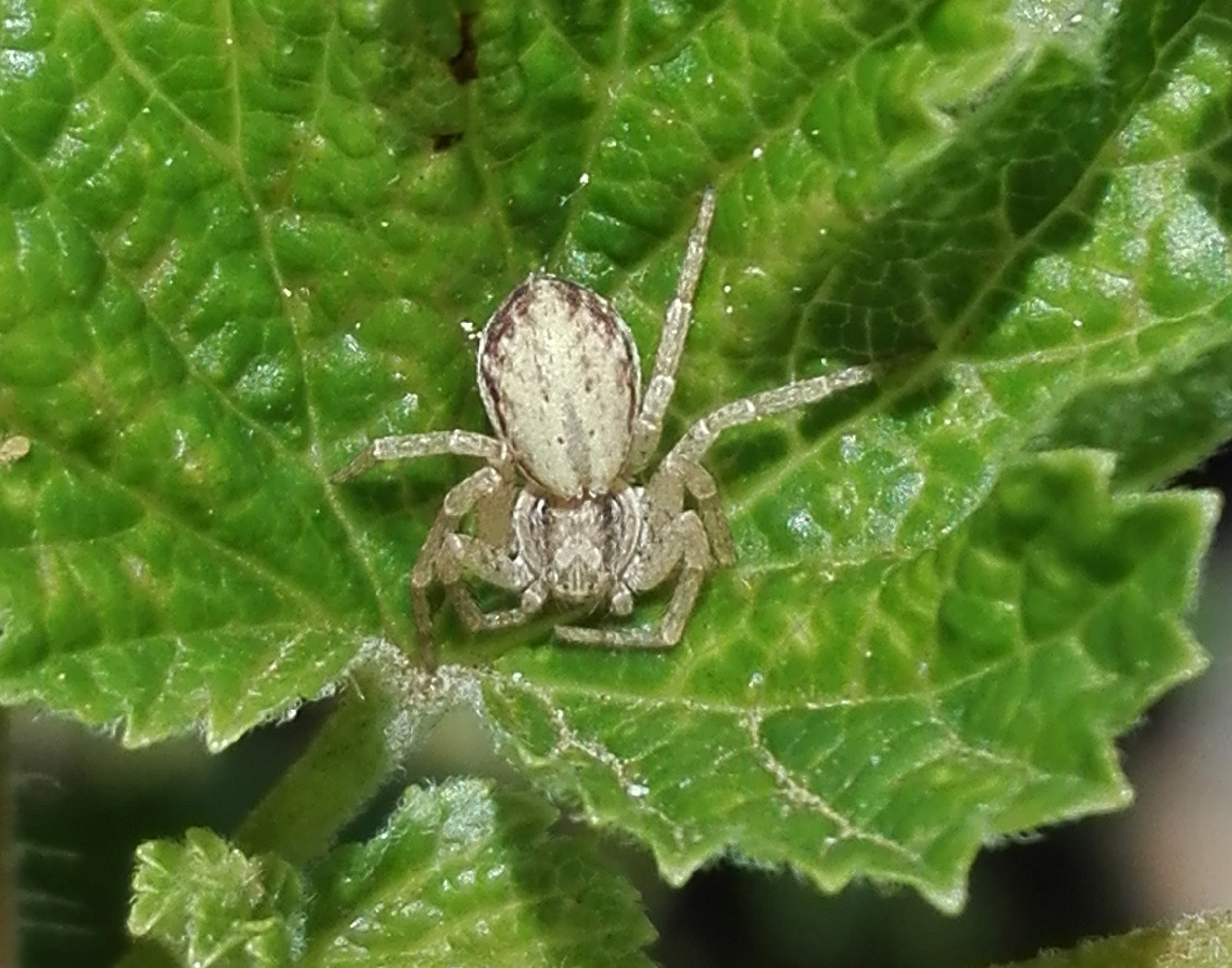 #163 Turf Running Spider (Philodromus cespitum)