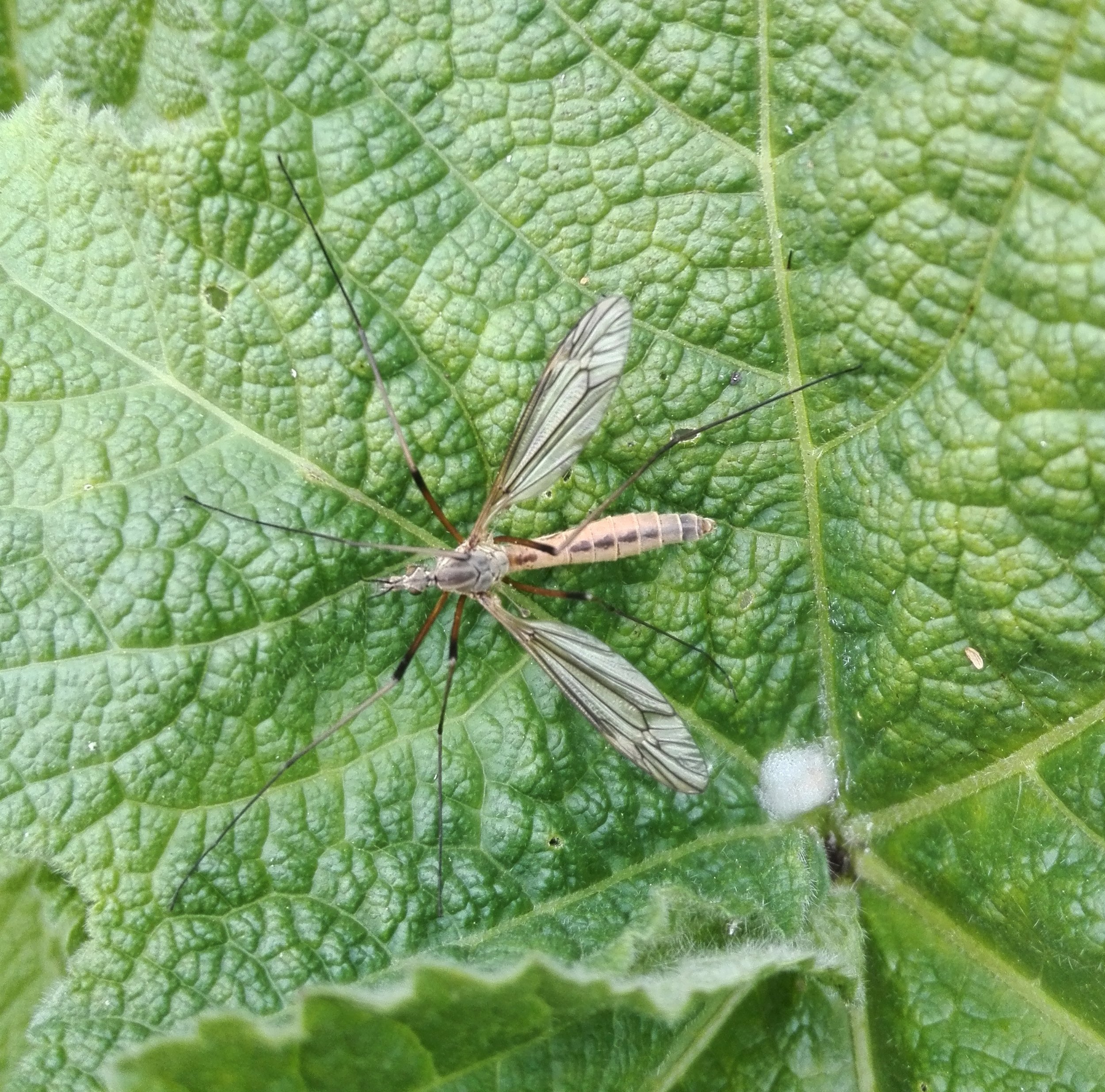 #90 Tipula vernalis (Cranefly)