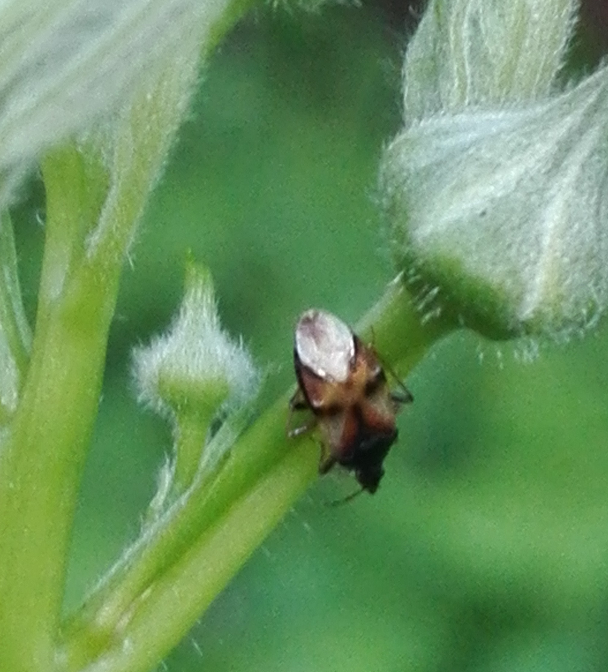 #482 Common Flower Bug (Anthocoris nemorum)