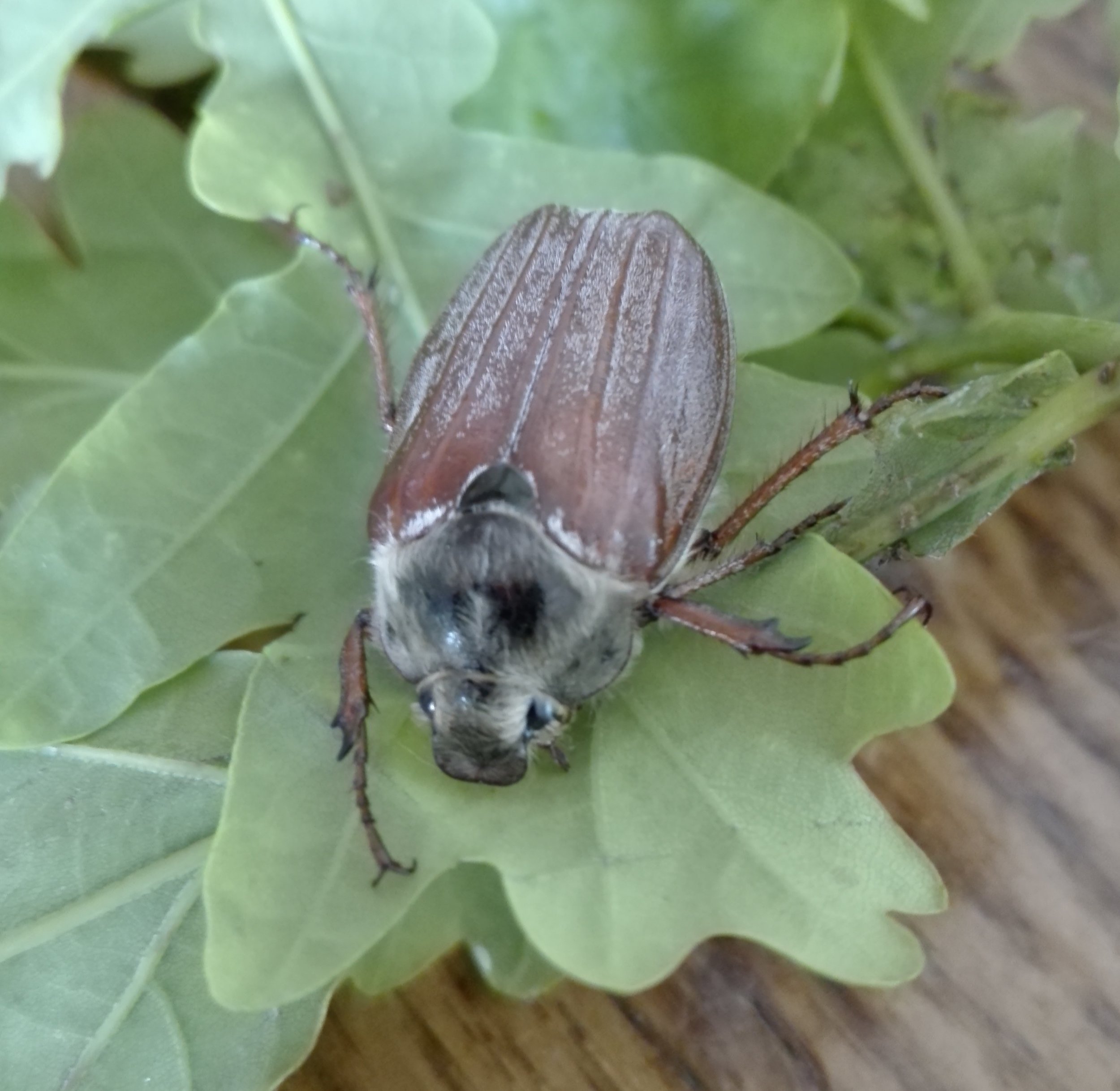 Cockchafer (Melolontha melolontha)