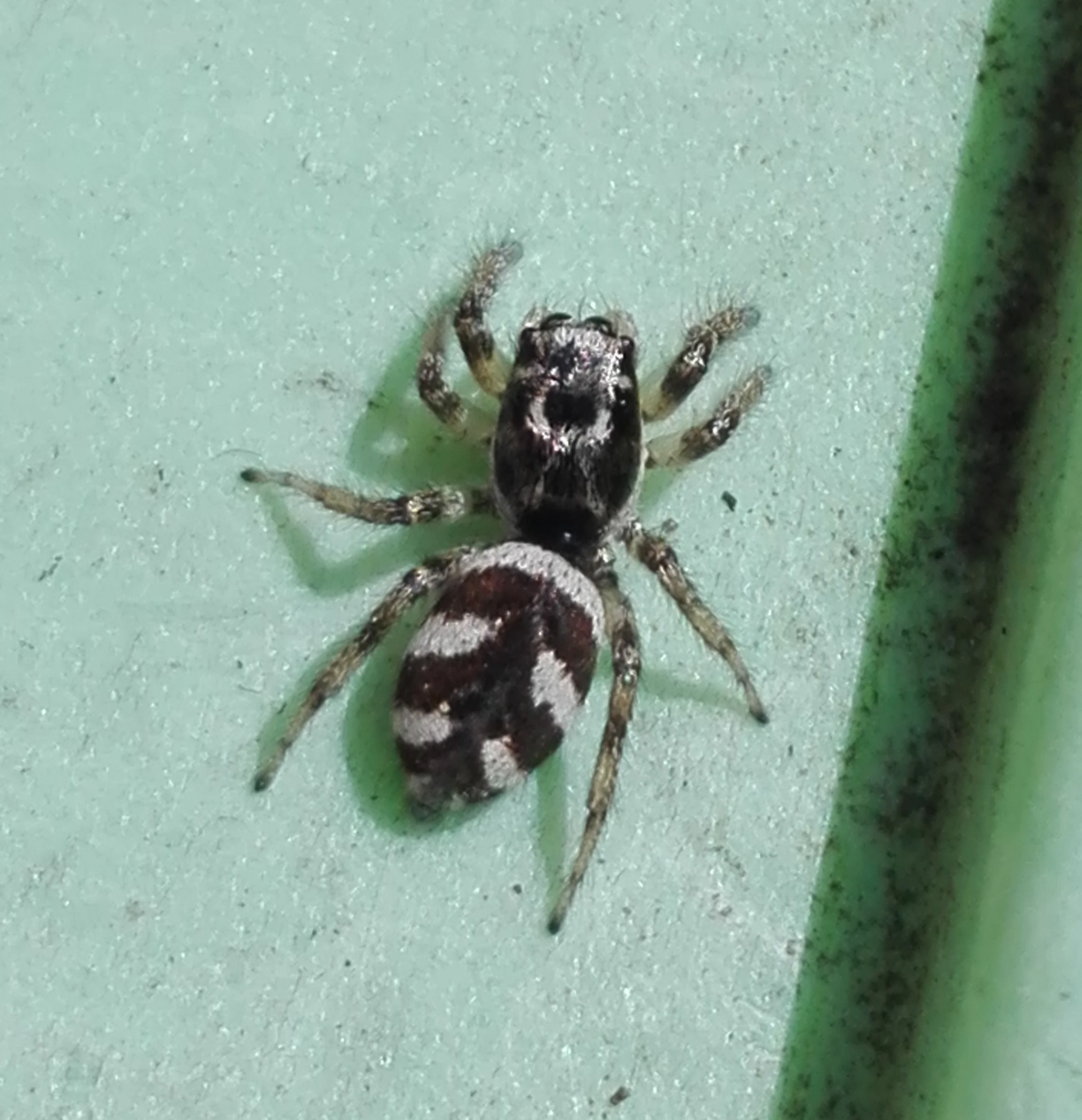 #460 Zebra Spider (Salticus scenicus)