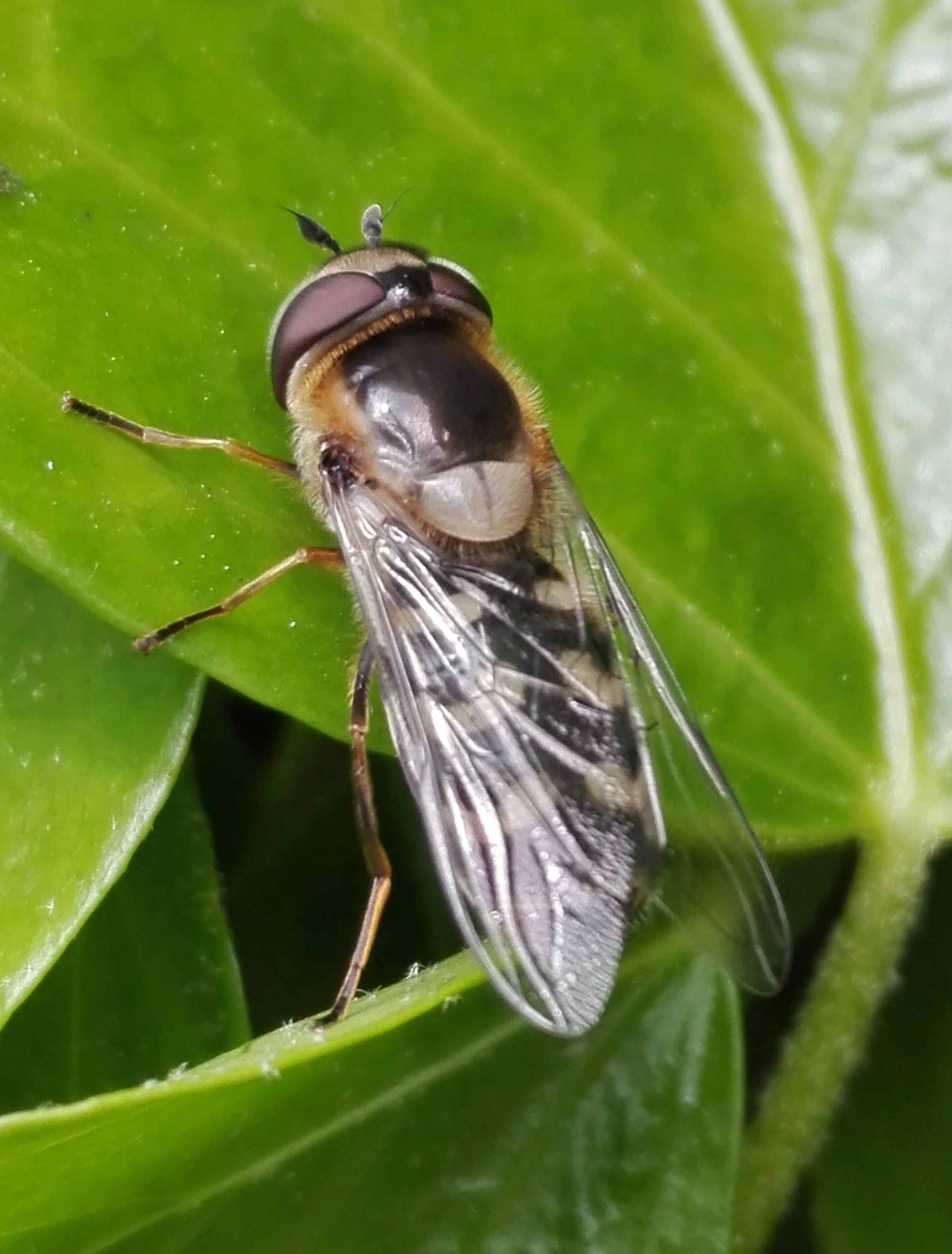 #298 Pied Hoverfly (Scaeva pyrastri)
