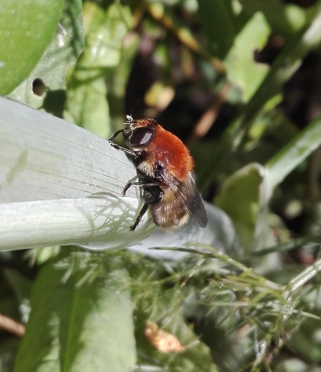 #495 Narcissus Bulb Fly (Merodon equestris)