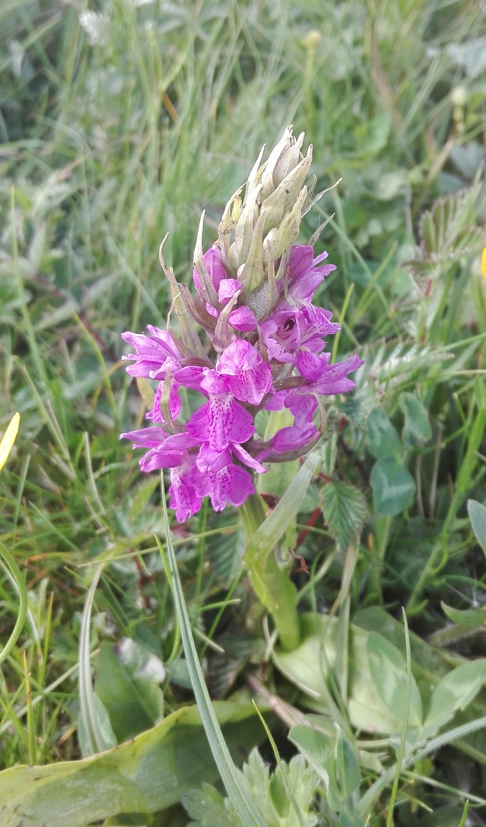 Early March Orchid (Dactylorhiza incarnata)