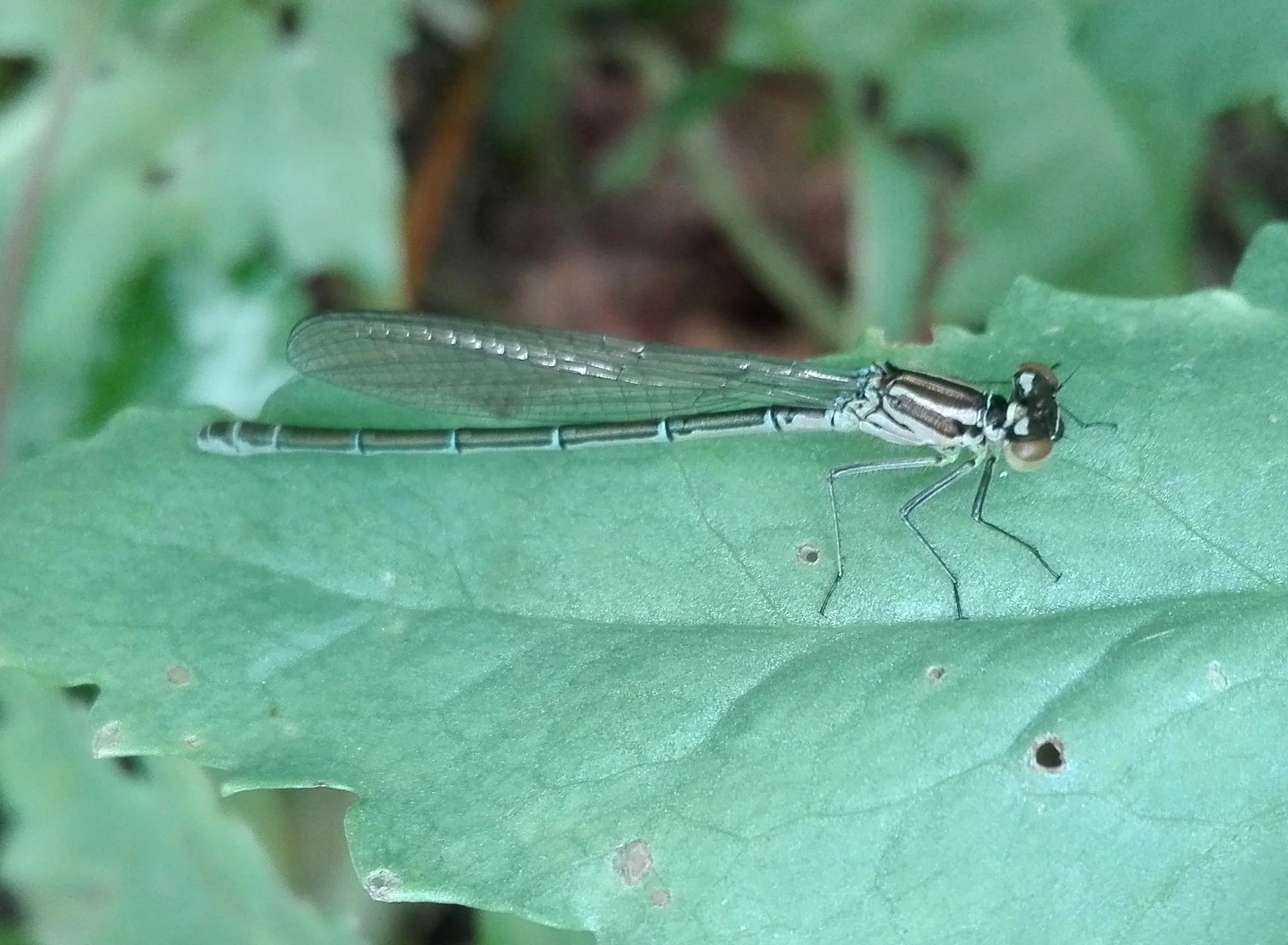 #500 Azure Damselfly (Coenagrion puella)