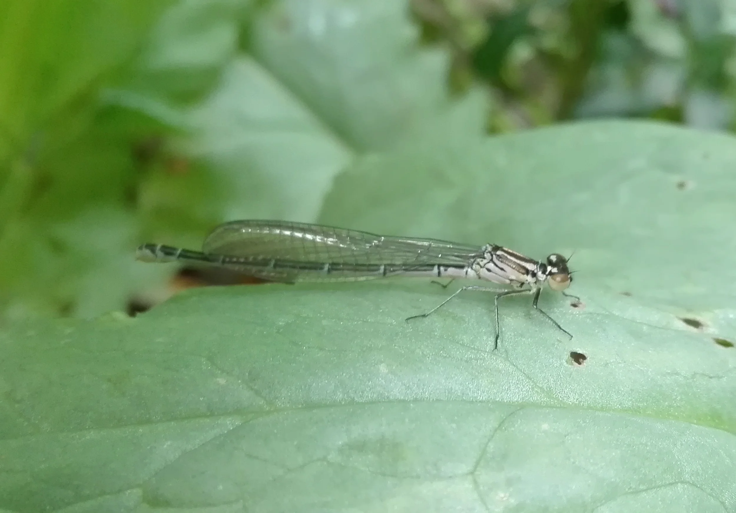 #500 Azure Damselfly (Coenagrion puella)