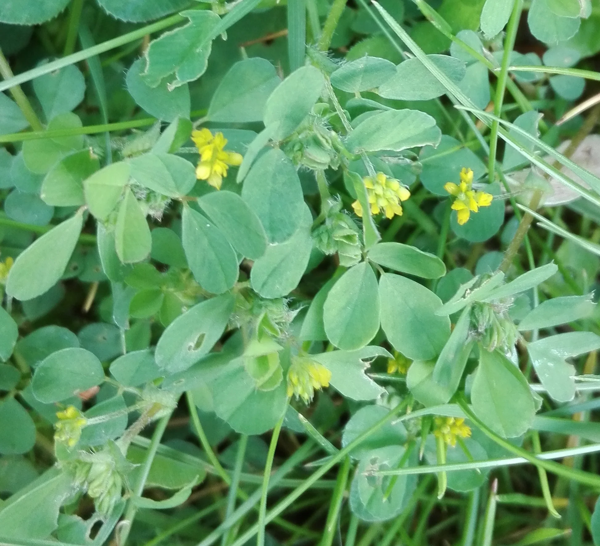 #89 Lesser Trefoil (Trifolium dubium)