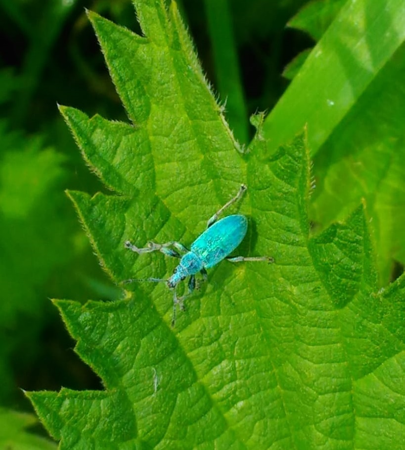 Nettle Weevil (Phyllobius pomaceus)