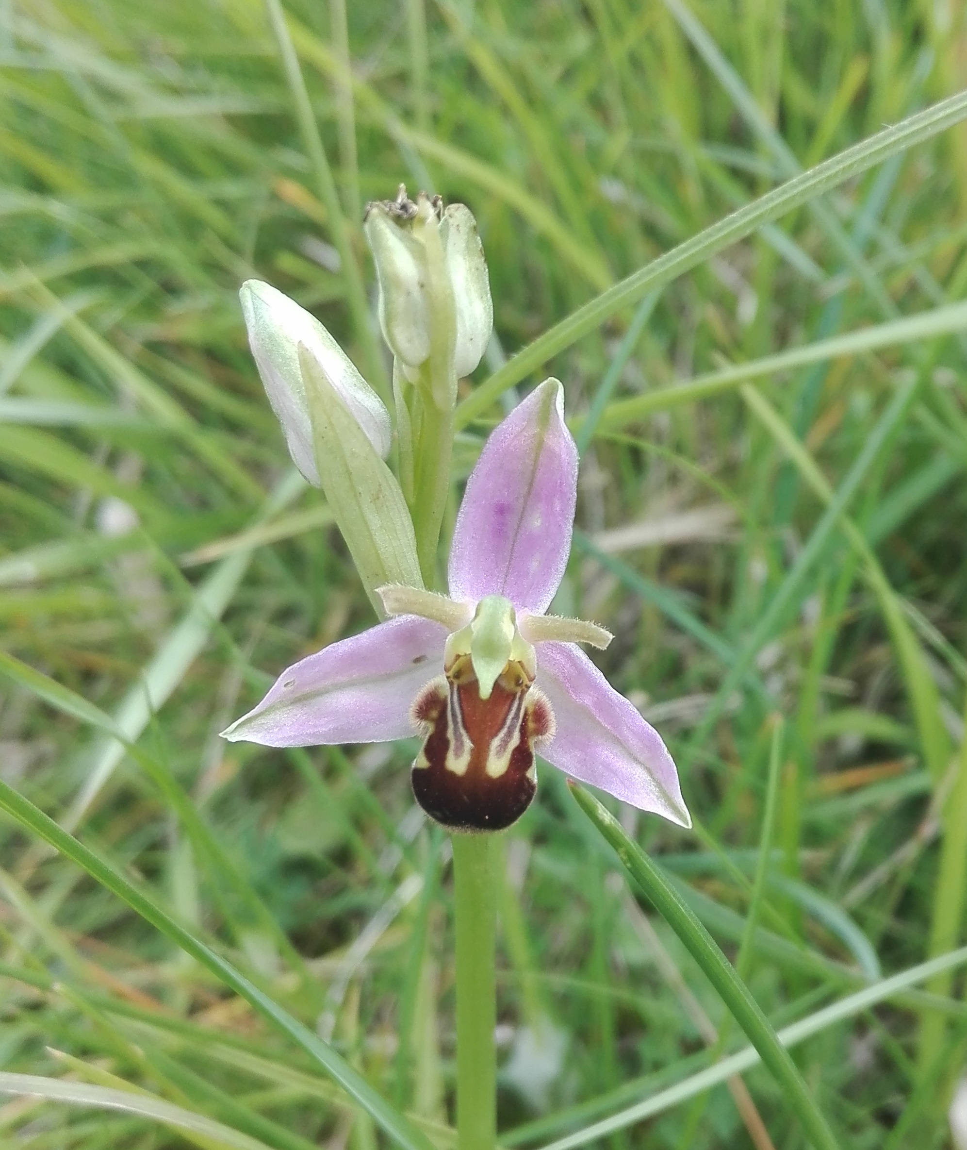 Bee Orchid (Cleeve Hill)