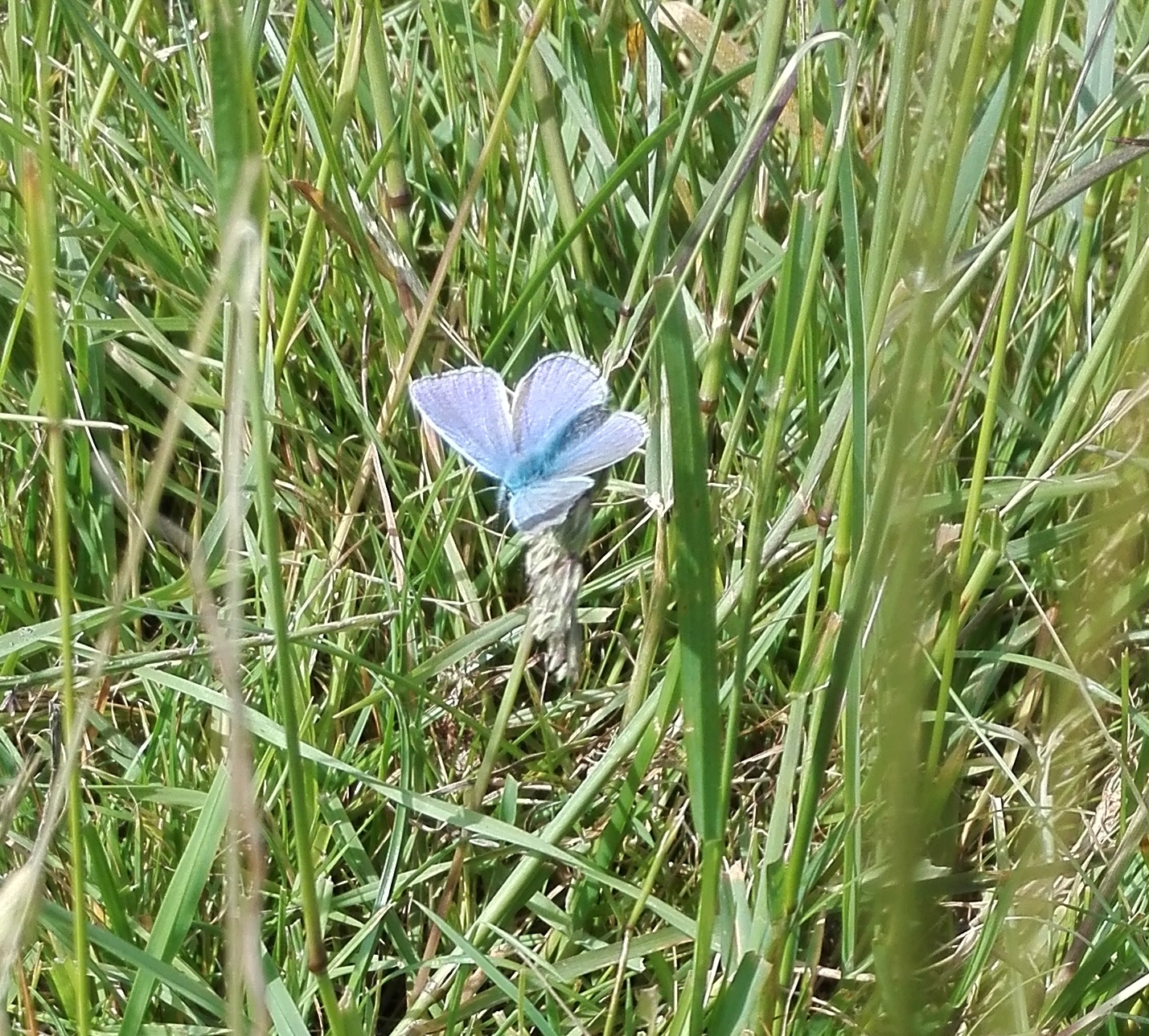 Common Blue butterfly (Bredon Hill)